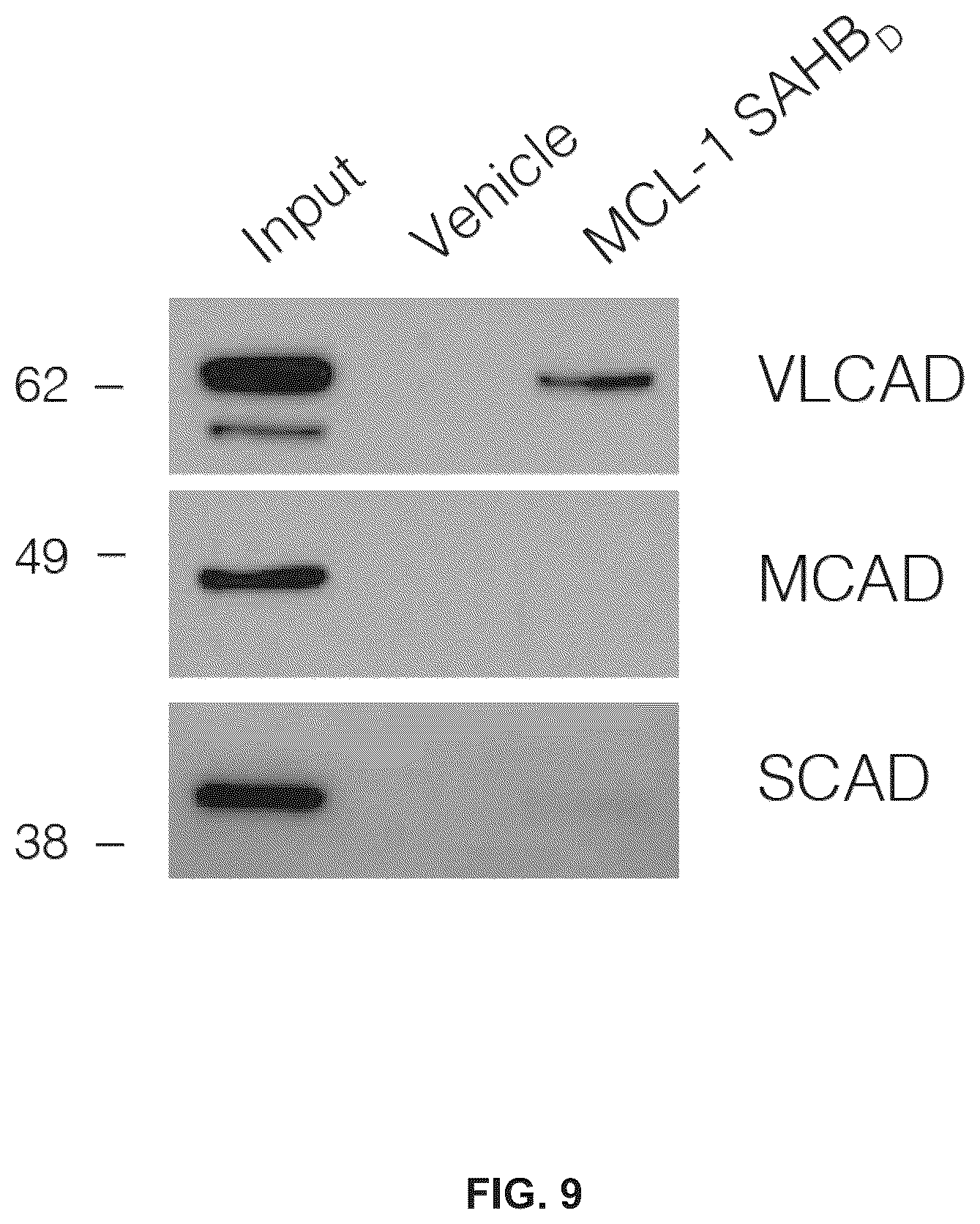 Patent US12366576 Figure 10 – Compositions, assays, and methods for direct modulation of fatty acid metabolism