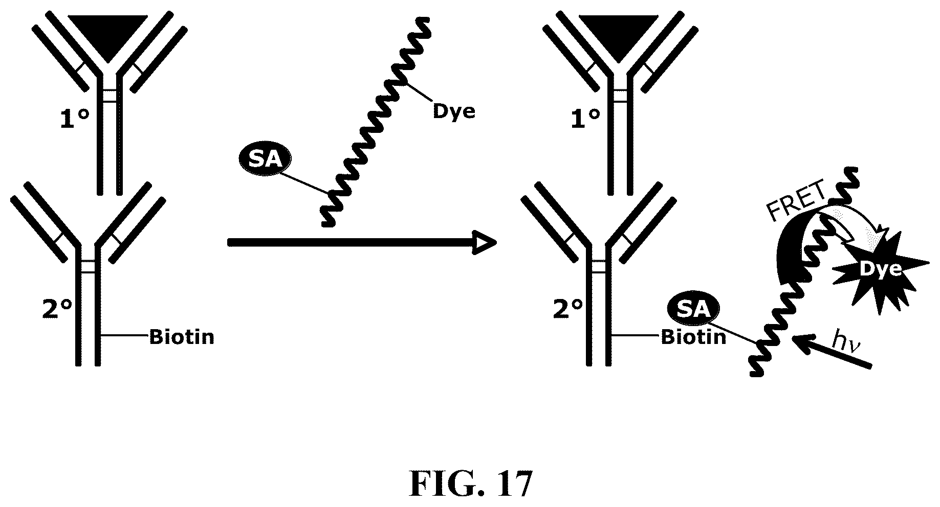 Patent US12366577 Figure 9 – Fluorescent methods and materials for directed biomarker signal amplification