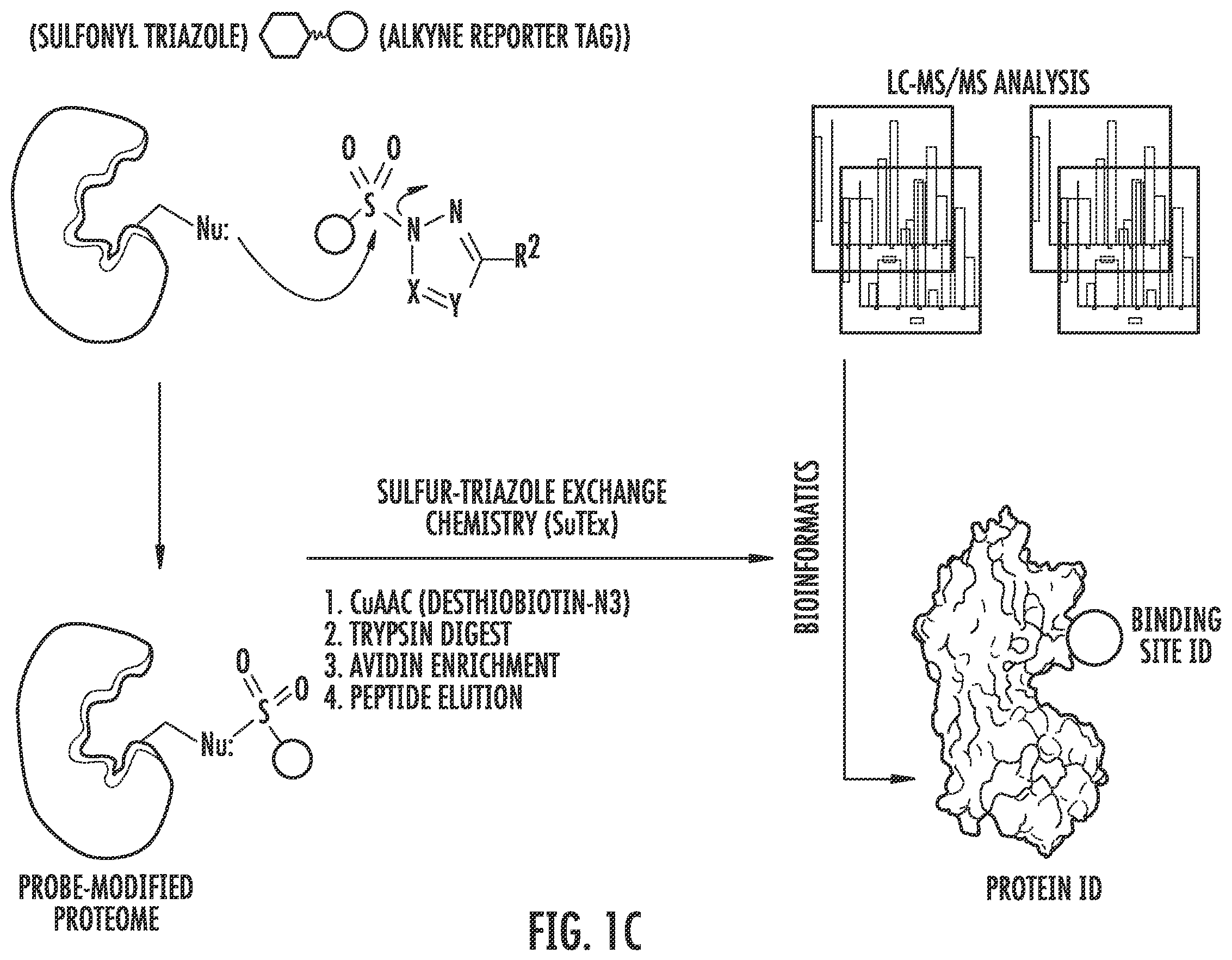 Patent US12366579 Figure 2 – Sulfur-heterocycle exchange chemistry and uses thereof