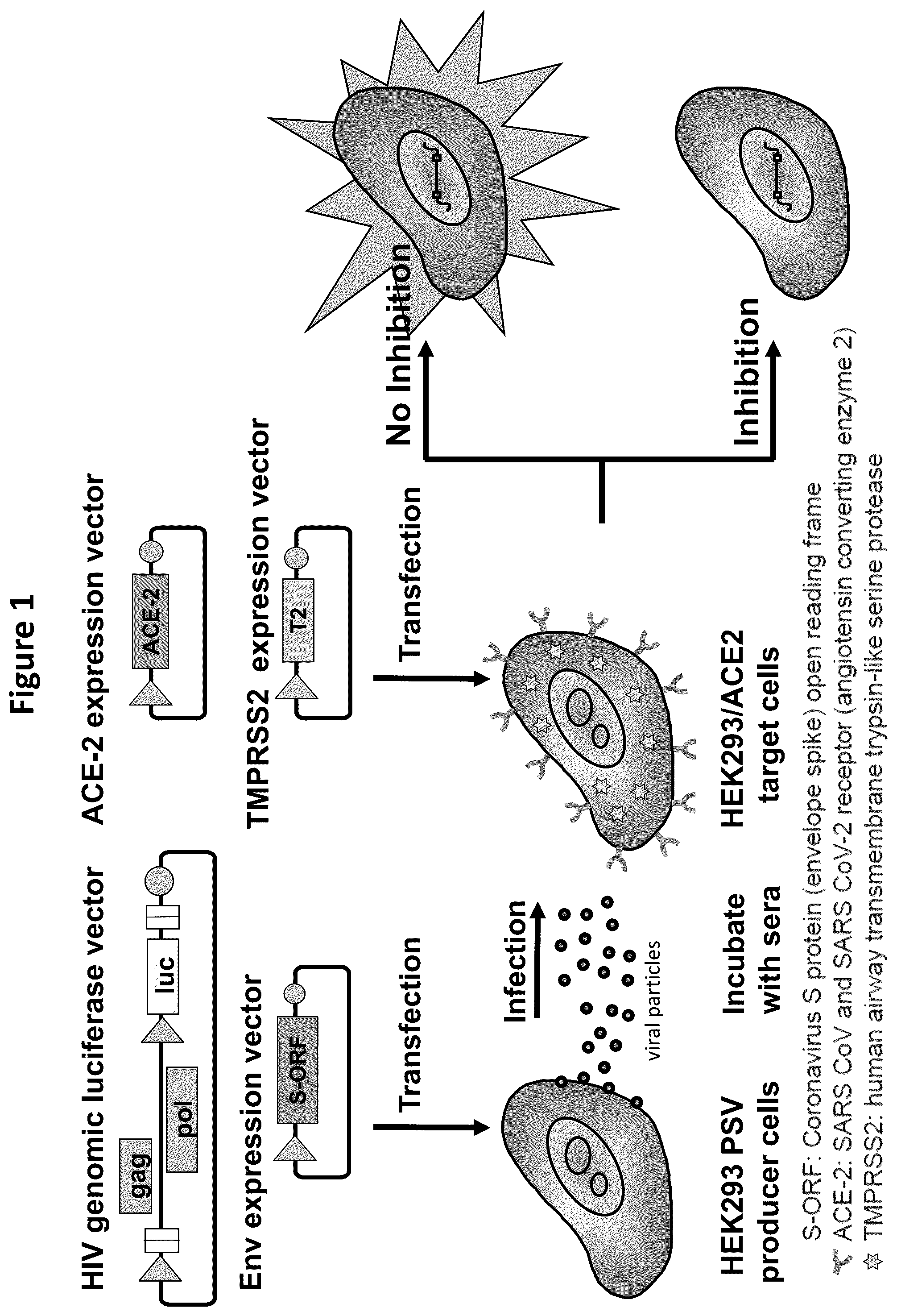Patent US12366581 Figure 1 – Methods, compositions, and systems for detecting coronavirus neutralizing antibodies