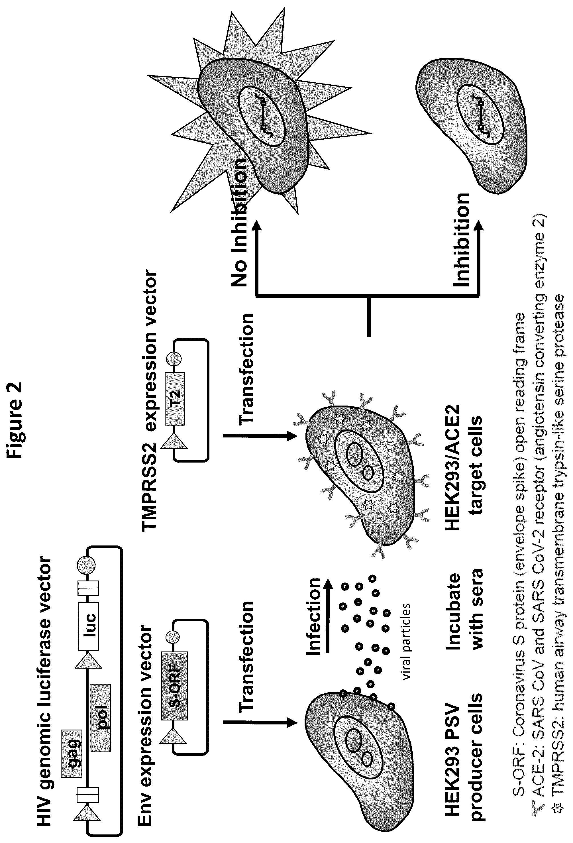 Patent US12366581 Figure 2 – Methods, compositions, and systems for detecting coronavirus neutralizing antibodies