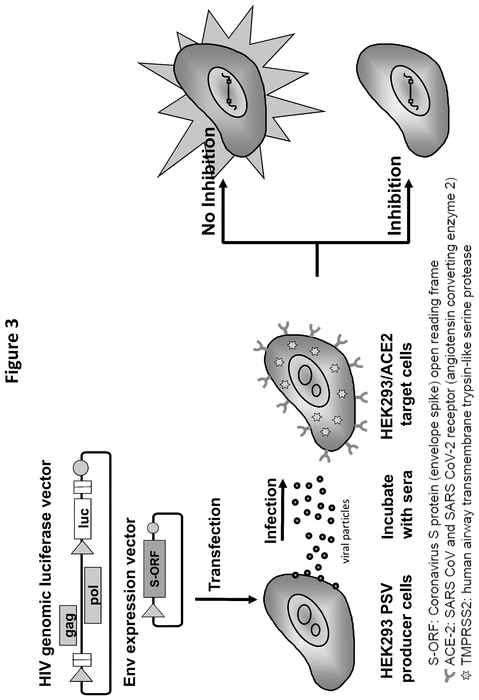 Patent US12366581 Figure 3 – Methods, compositions, and systems for detecting coronavirus neutralizing antibodies