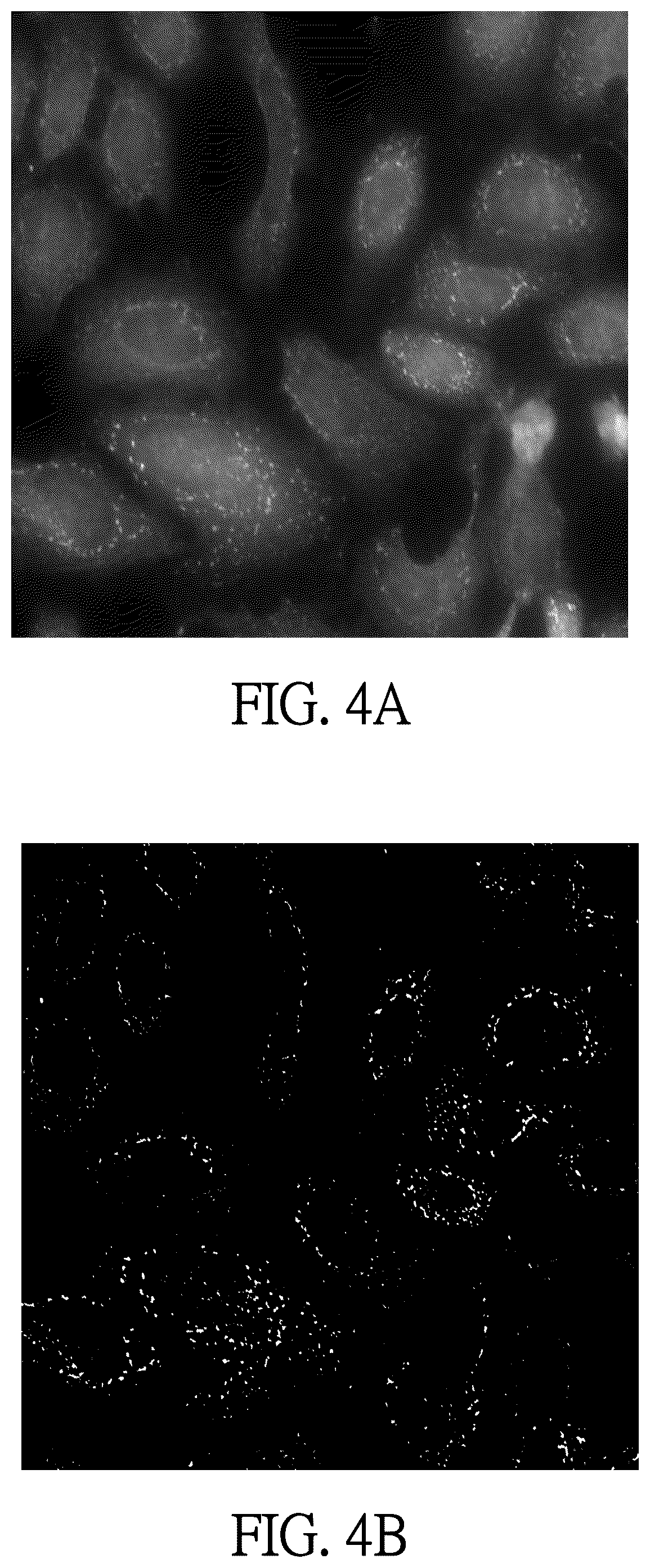 Patent US12366742 Figure 11 – Microscope-based system and method for image-guided microscopic illumination
