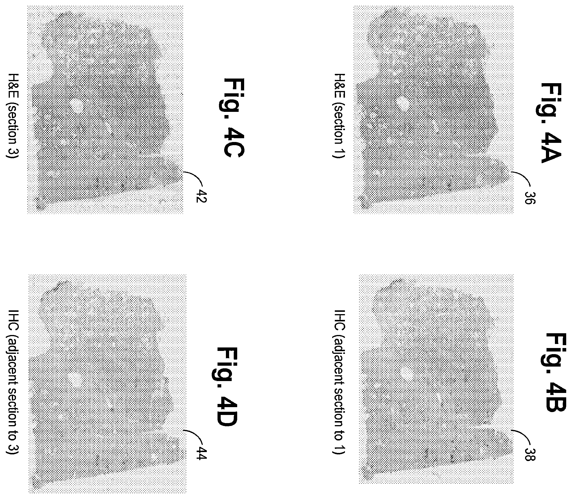 Patent US12367691 Figure 2 – Virtual staining for tissue slide images