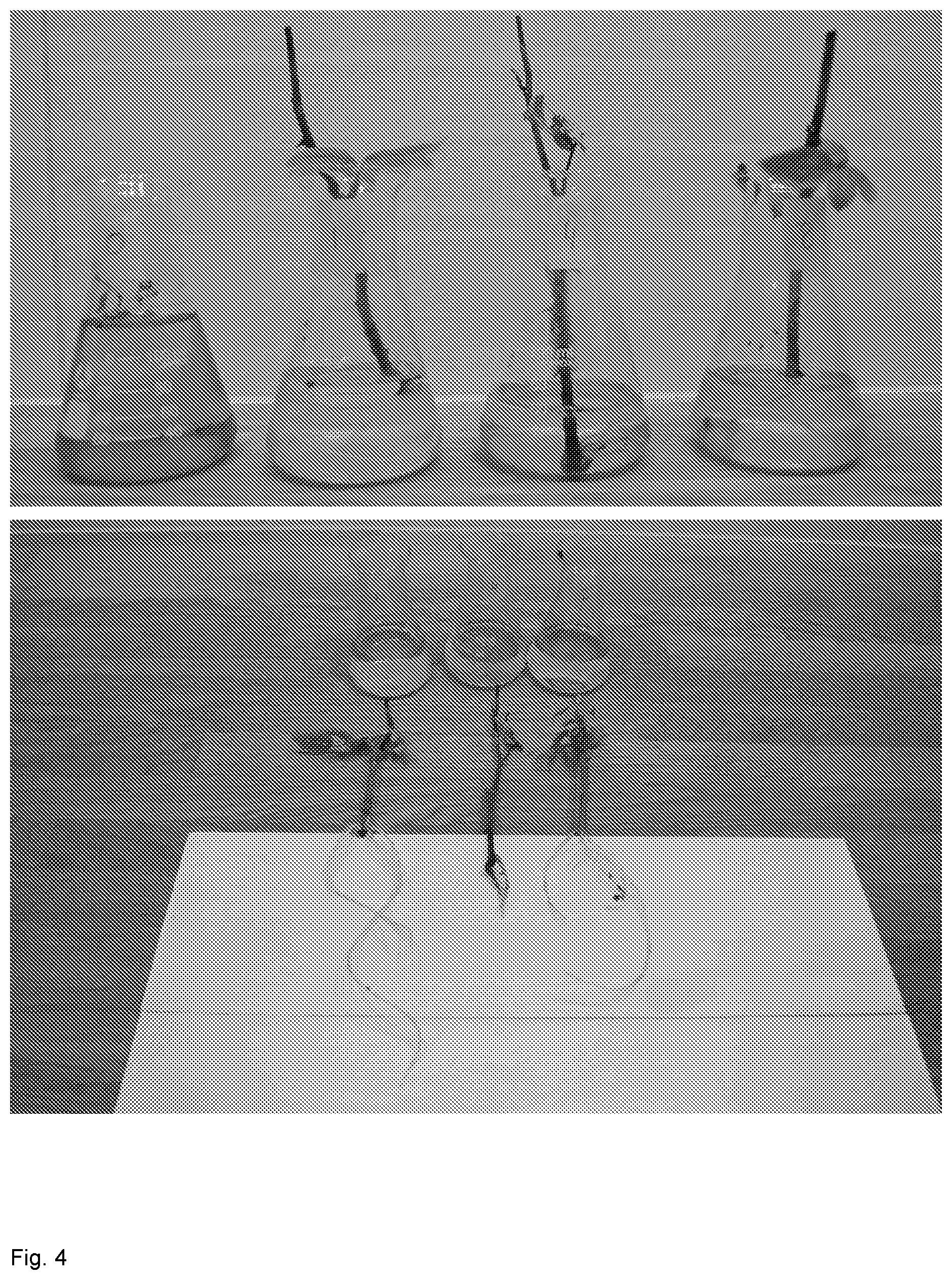 Patent US12376530 Figure 4 – Method for vegetative propagation of plants
