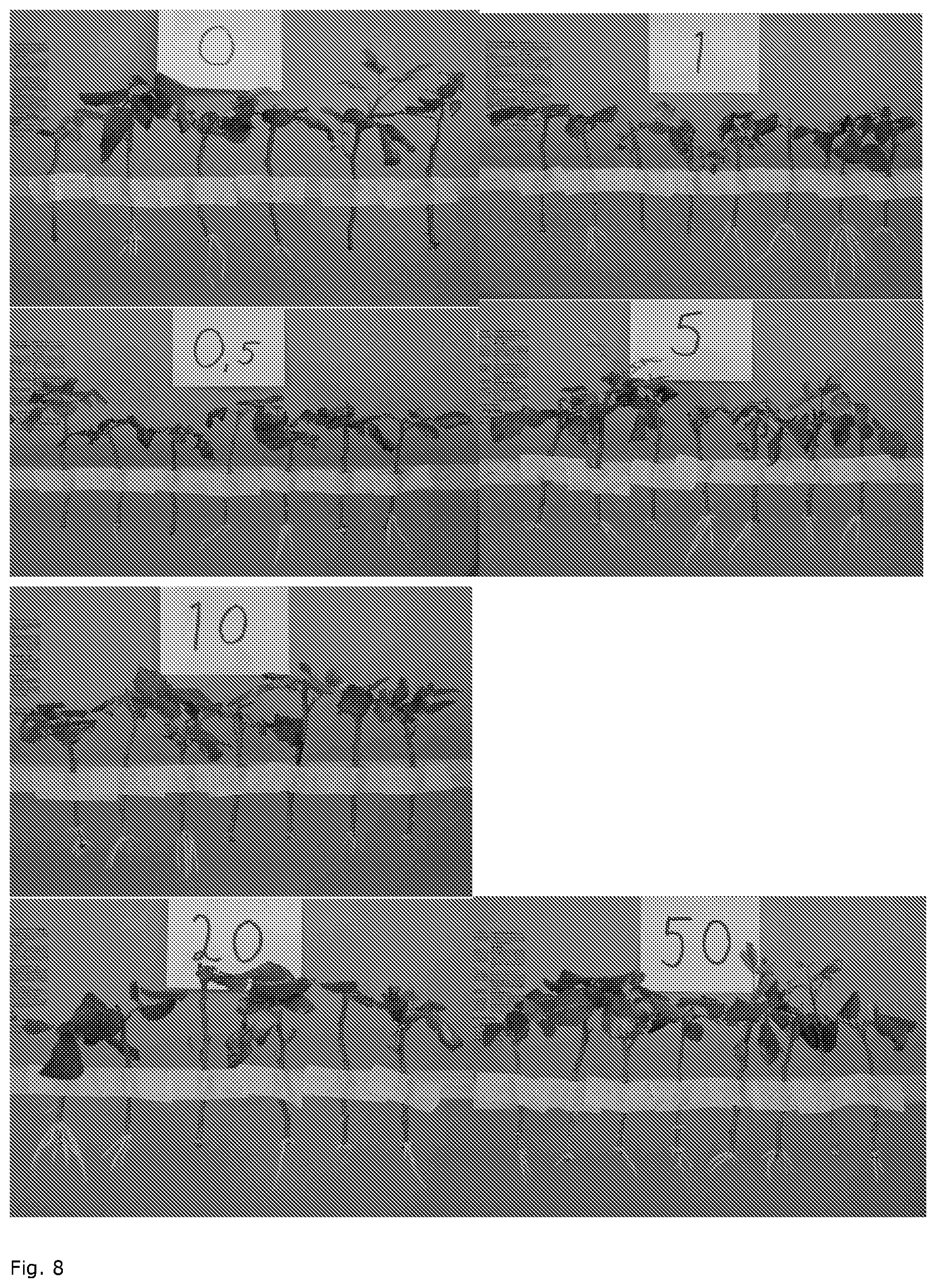 Patent US12376530 Figure 8 – Method for vegetative propagation of plants