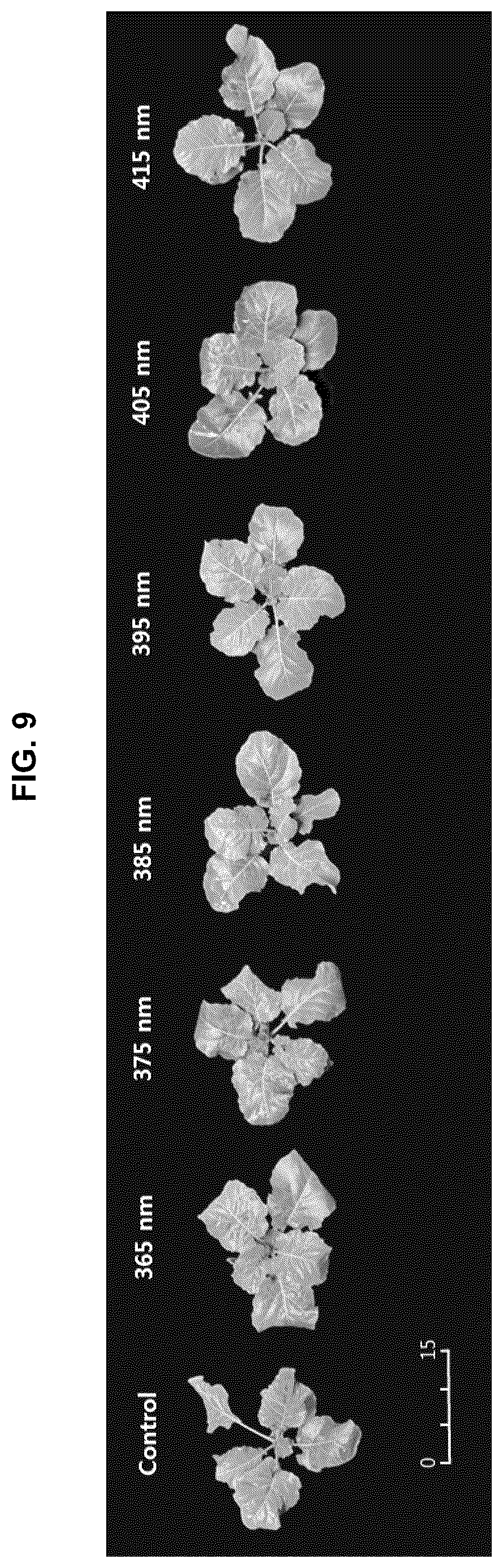 Patent US12376532 Figure 12 – Light source for plant cultivation and method of plant cultivation using thereof