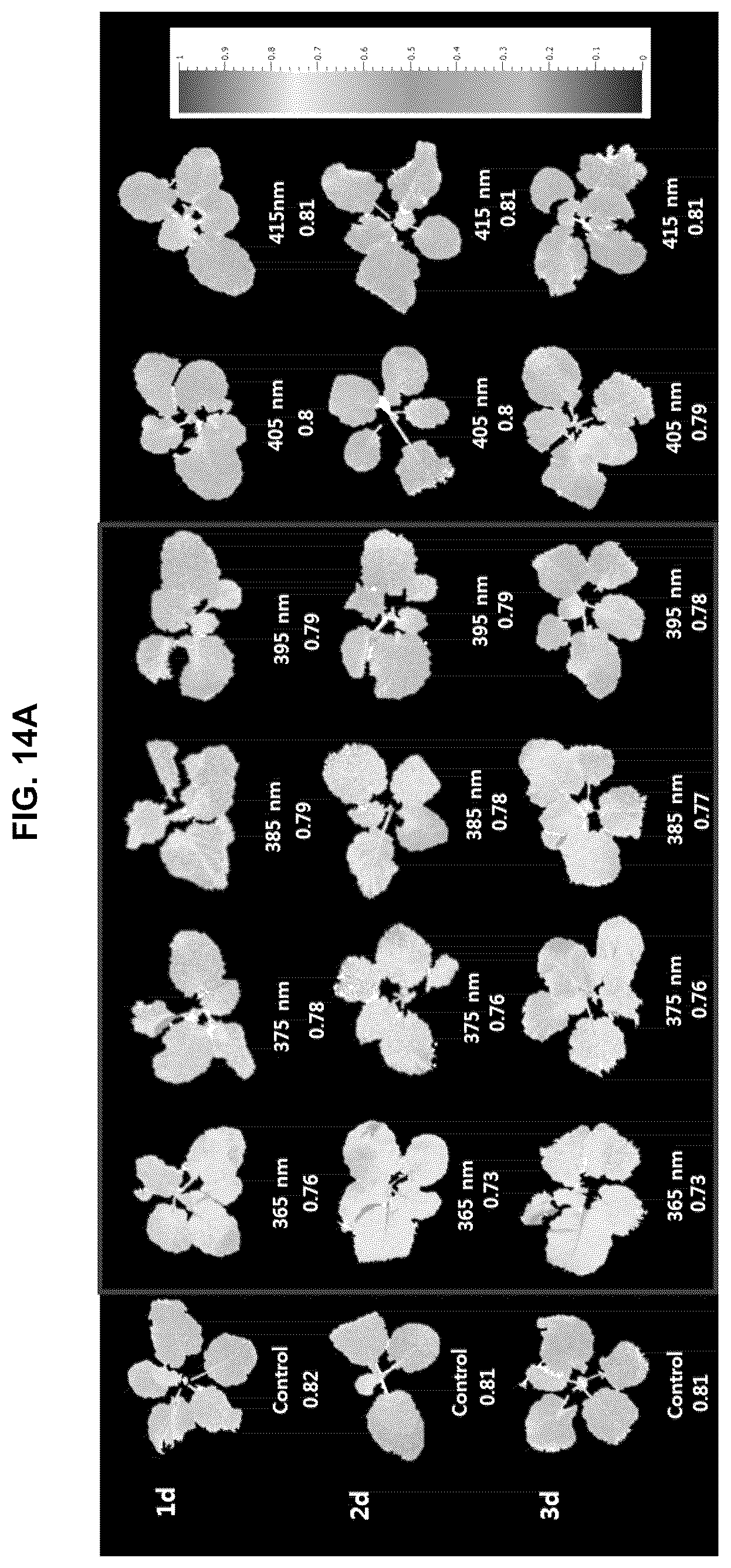 Patent US12376532 Figure 17 – Light source for plant cultivation and method of plant cultivation using thereof