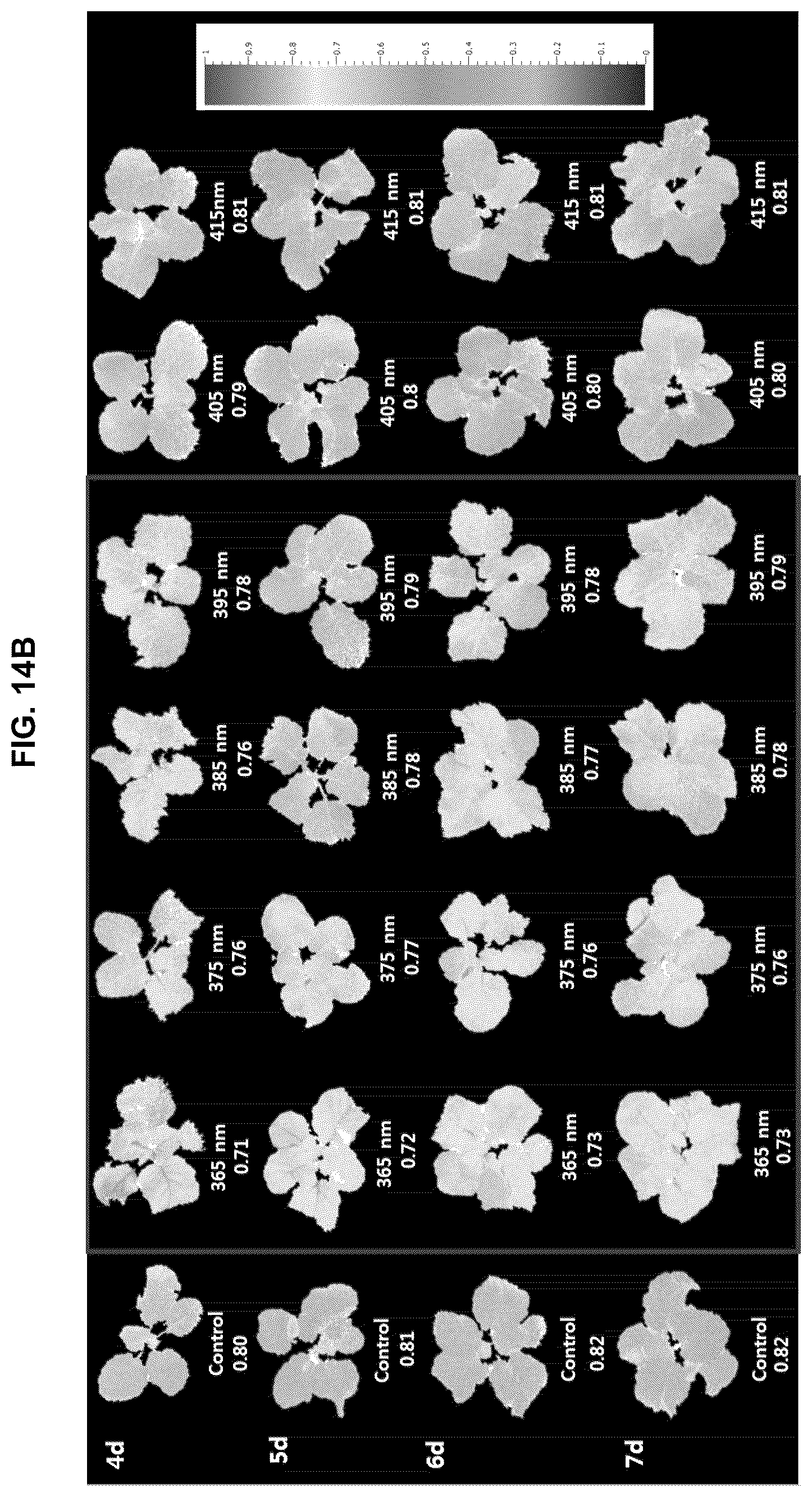 Patent US12376532 Figure 18 – Light source for plant cultivation and method of plant cultivation using thereof
