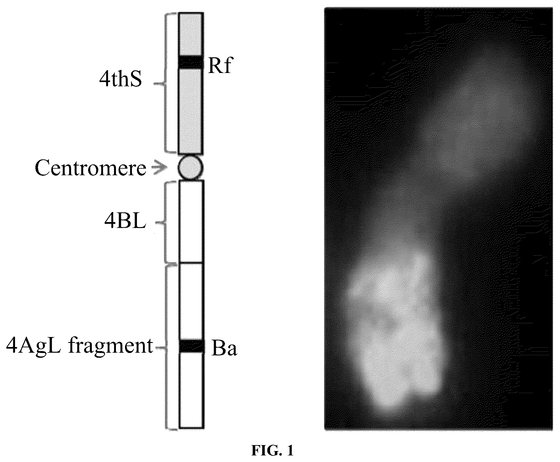 Patent US12376536 Figure 1 – Breeding method and use of blue-grained two-line hybrid wheat system