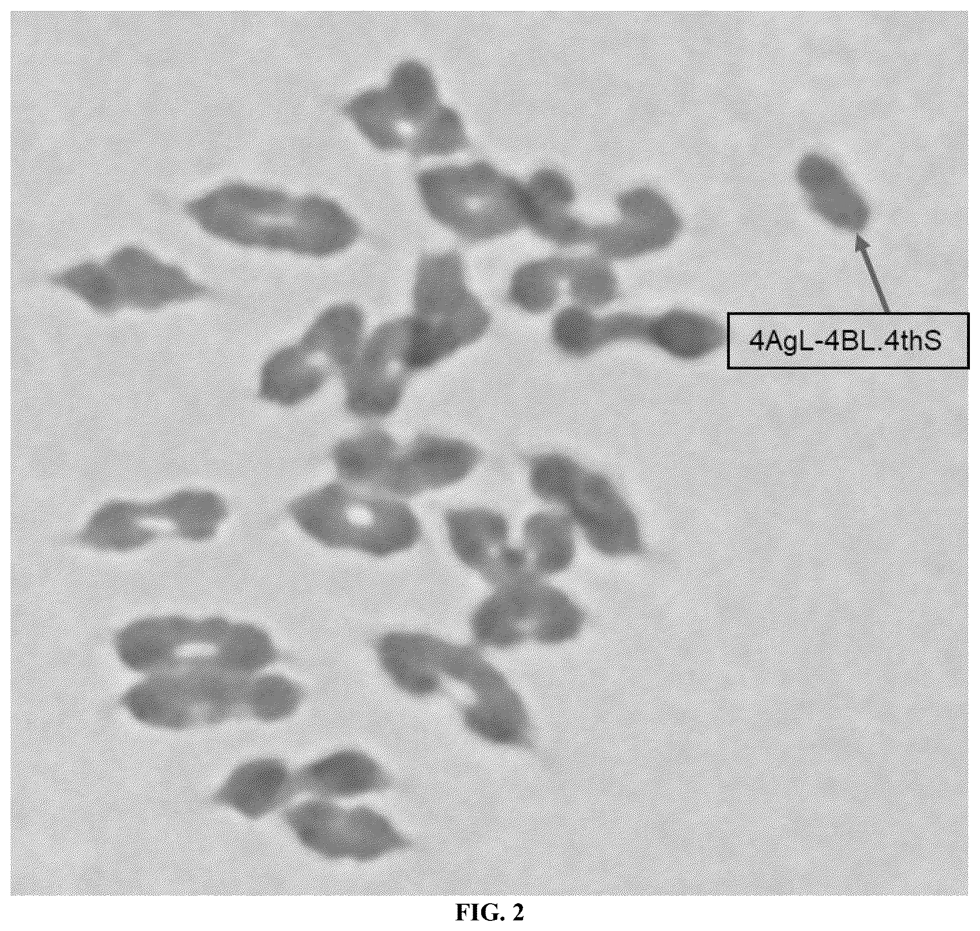 Patent US12376536 Figure 2 – Breeding method and use of blue-grained two-line hybrid wheat system