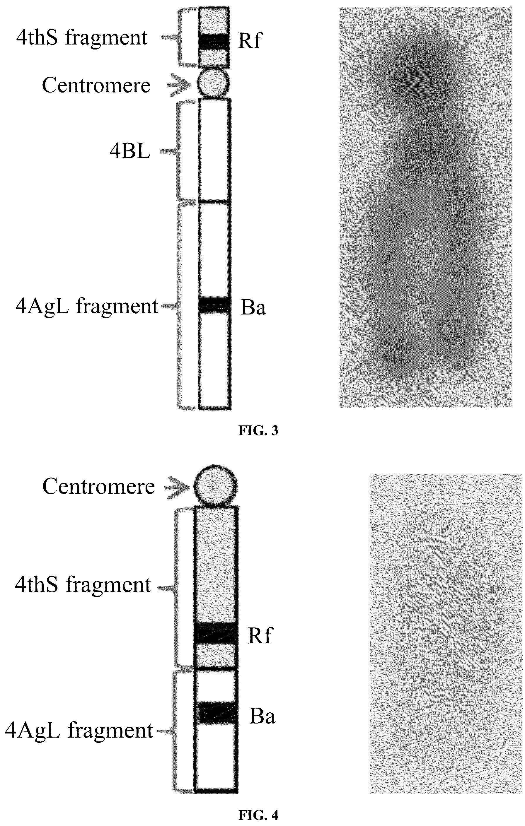Patent US12376536 Figure 3 – Breeding method and use of blue-grained two-line hybrid wheat system
