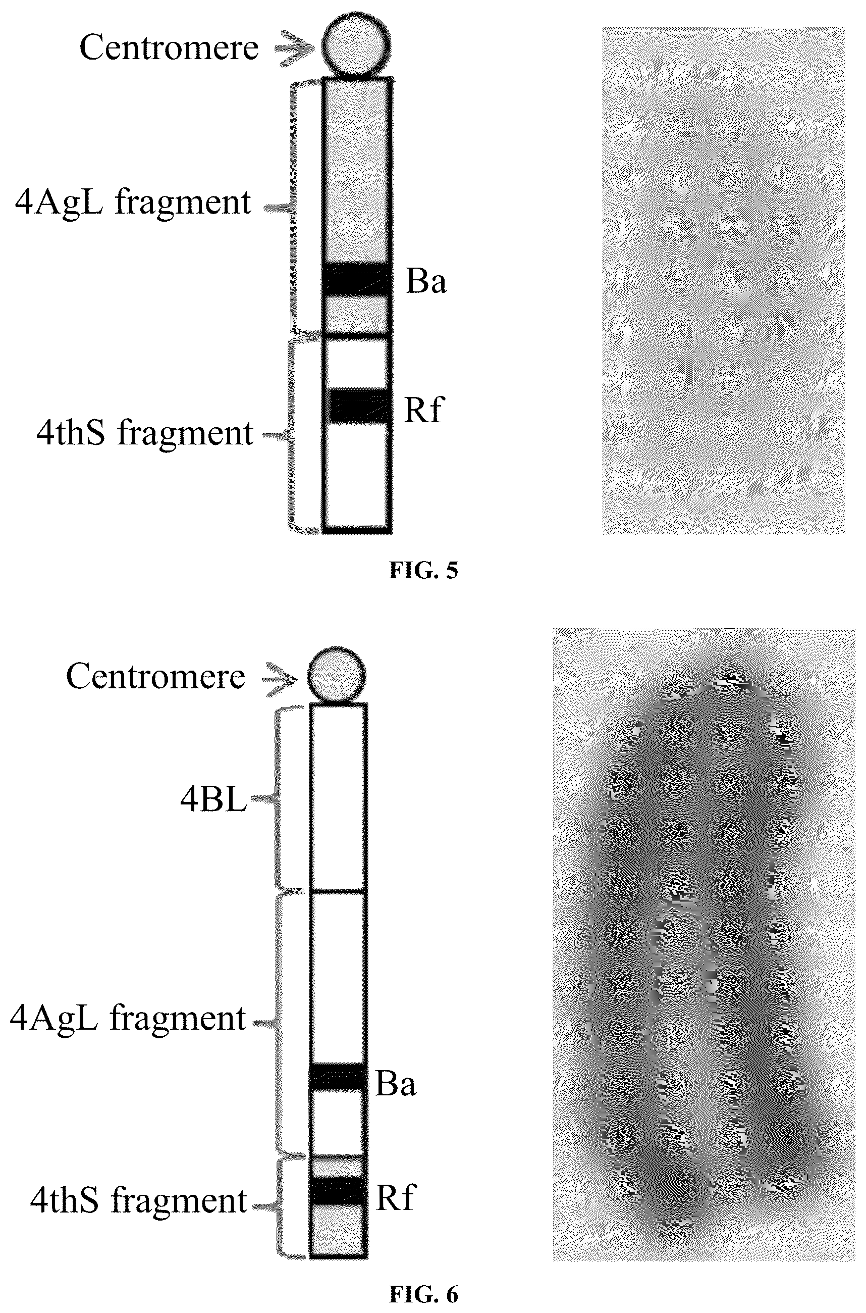 Patent US12376536 Figure 4 – Breeding method and use of blue-grained two-line hybrid wheat system
