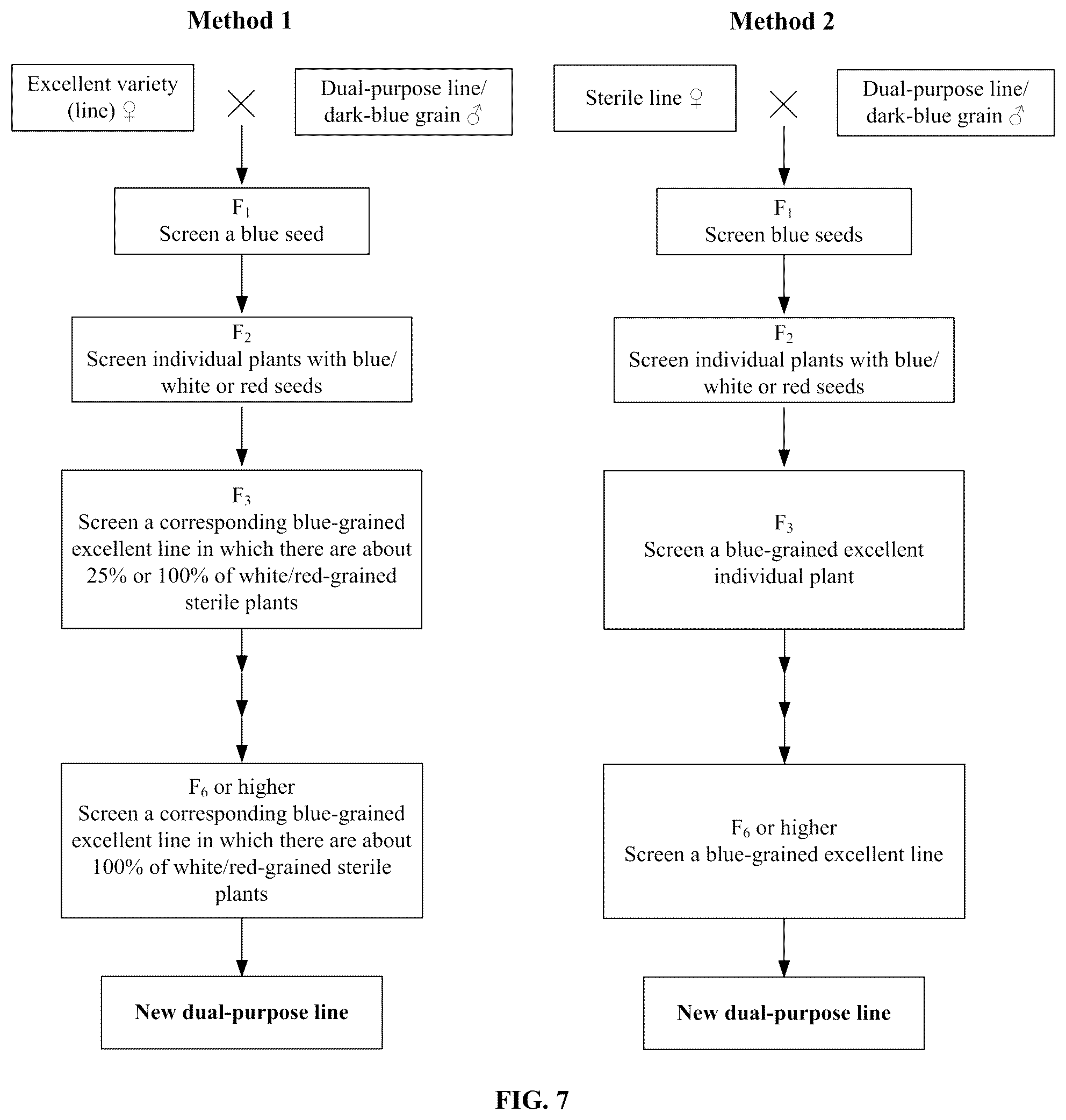 Patent US12376536 Figure 5 – Breeding method and use of blue-grained two-line hybrid wheat system
