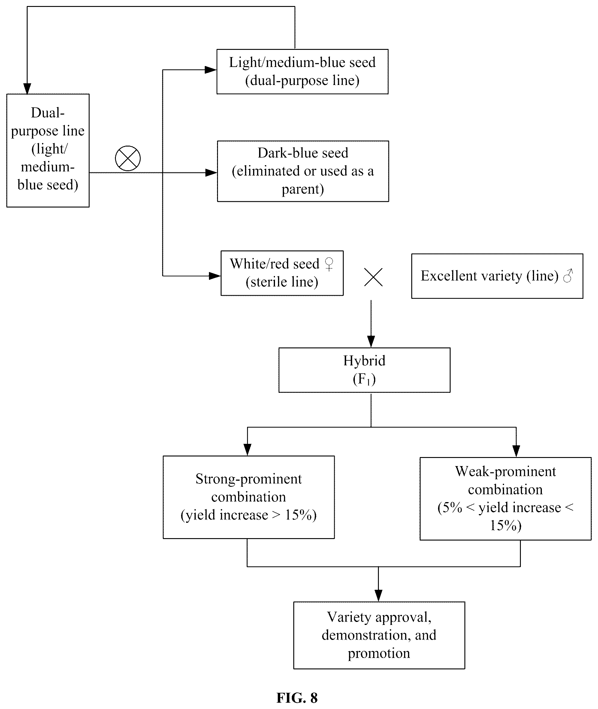 Patent US12376536 Figure 6 – Breeding method and use of blue-grained two-line hybrid wheat system
