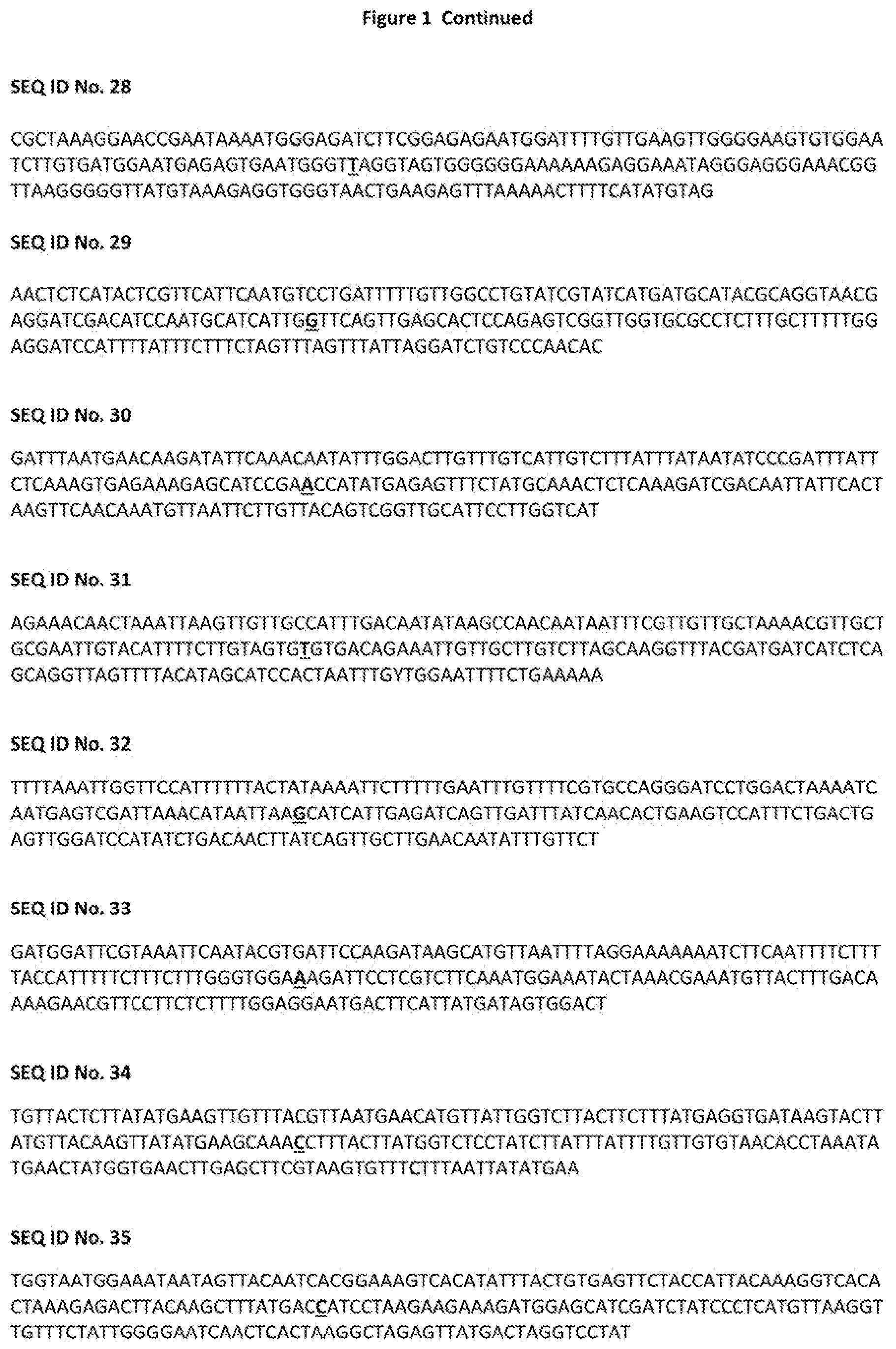 Patent US12376537 Figure 4 – TBRFV resistant tomato plant