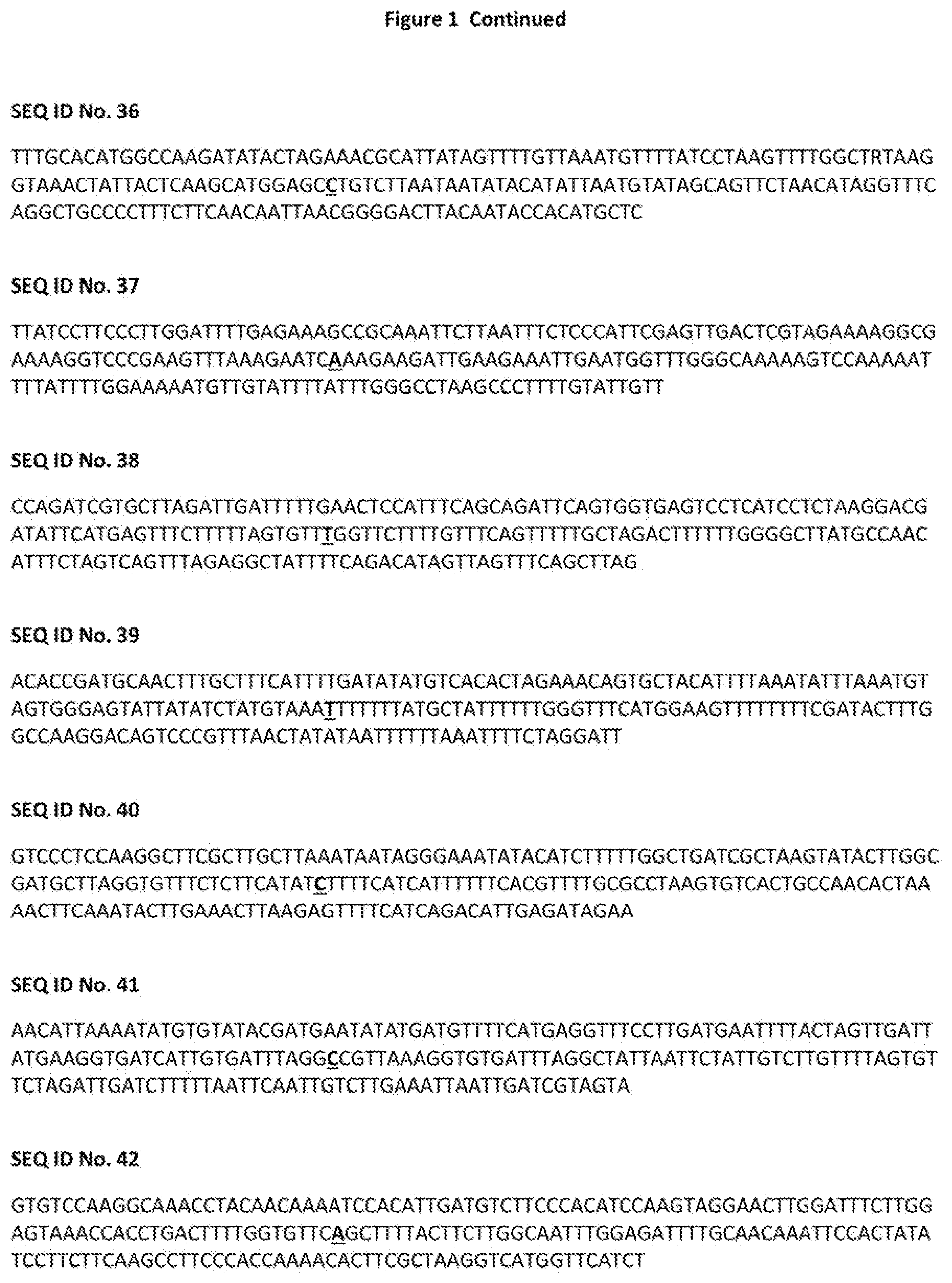 Patent US12376537 Figure 5 – TBRFV resistant tomato plant