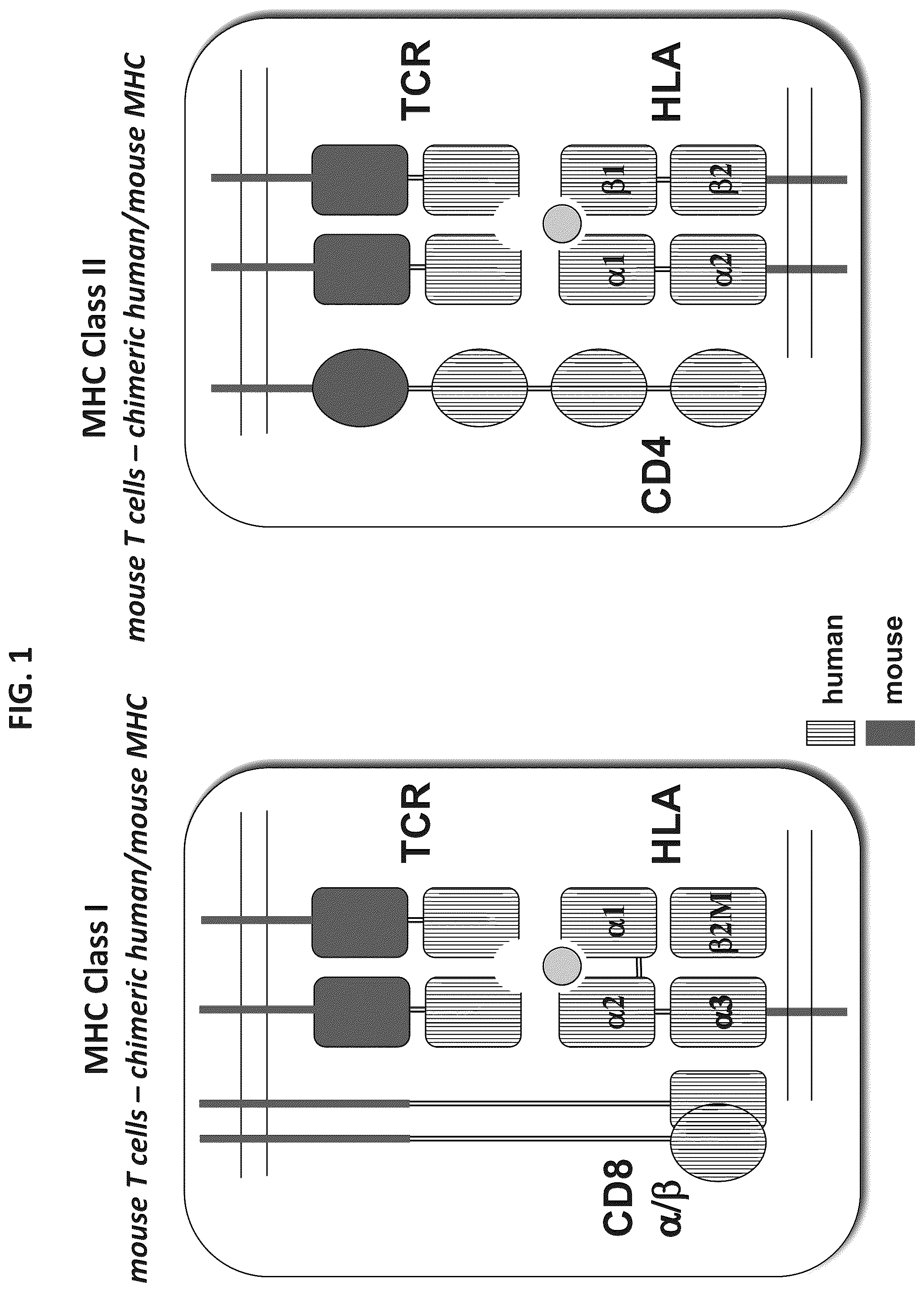 Patent US12376573 Figure 1 – Genetically modified mice comprising humanized cellular immune system components with improved diversity of TCRB repertoire