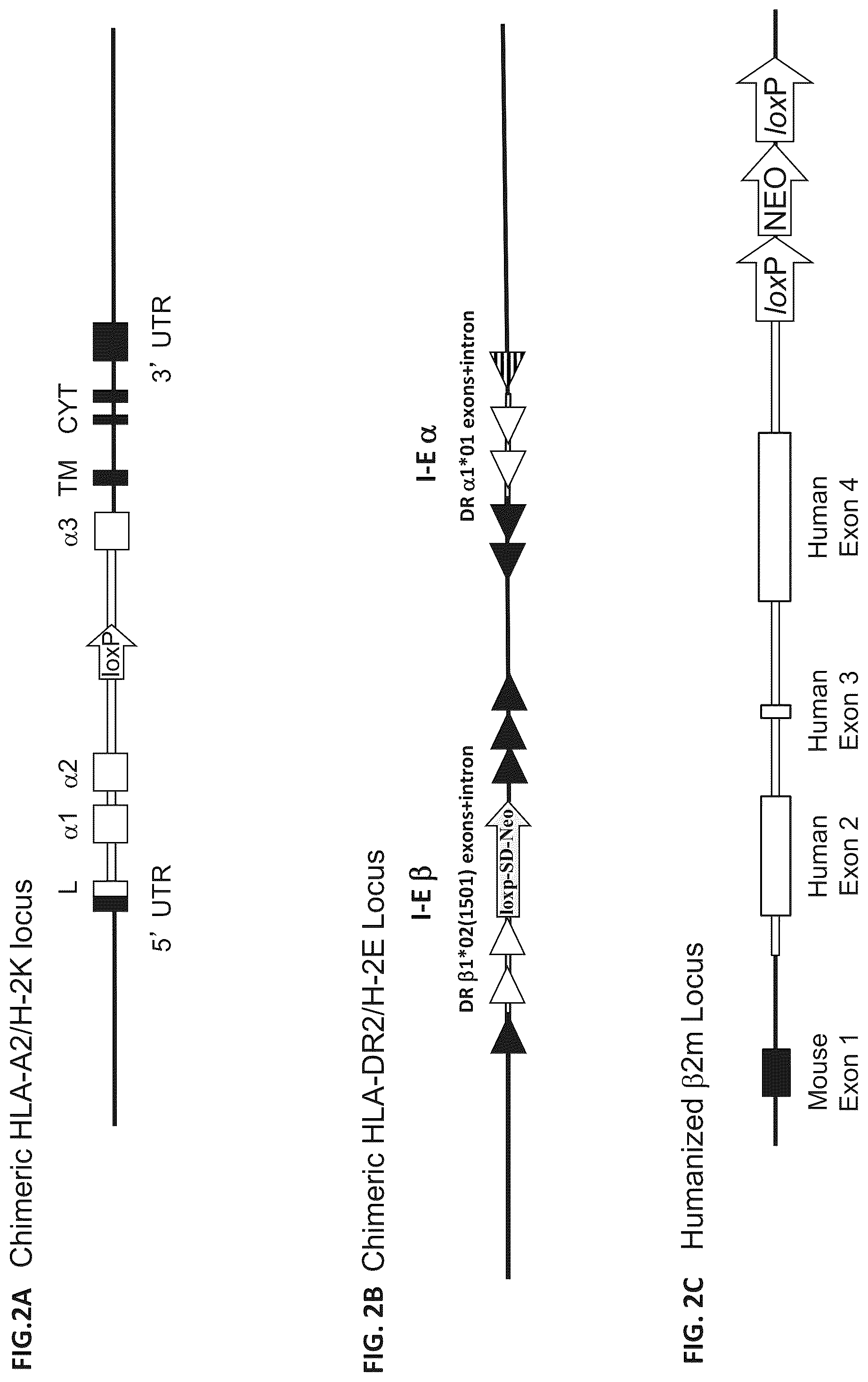 Patent US12376573 Figure 2 – Genetically modified mice comprising humanized cellular immune system components with improved diversity of TCRB repertoire