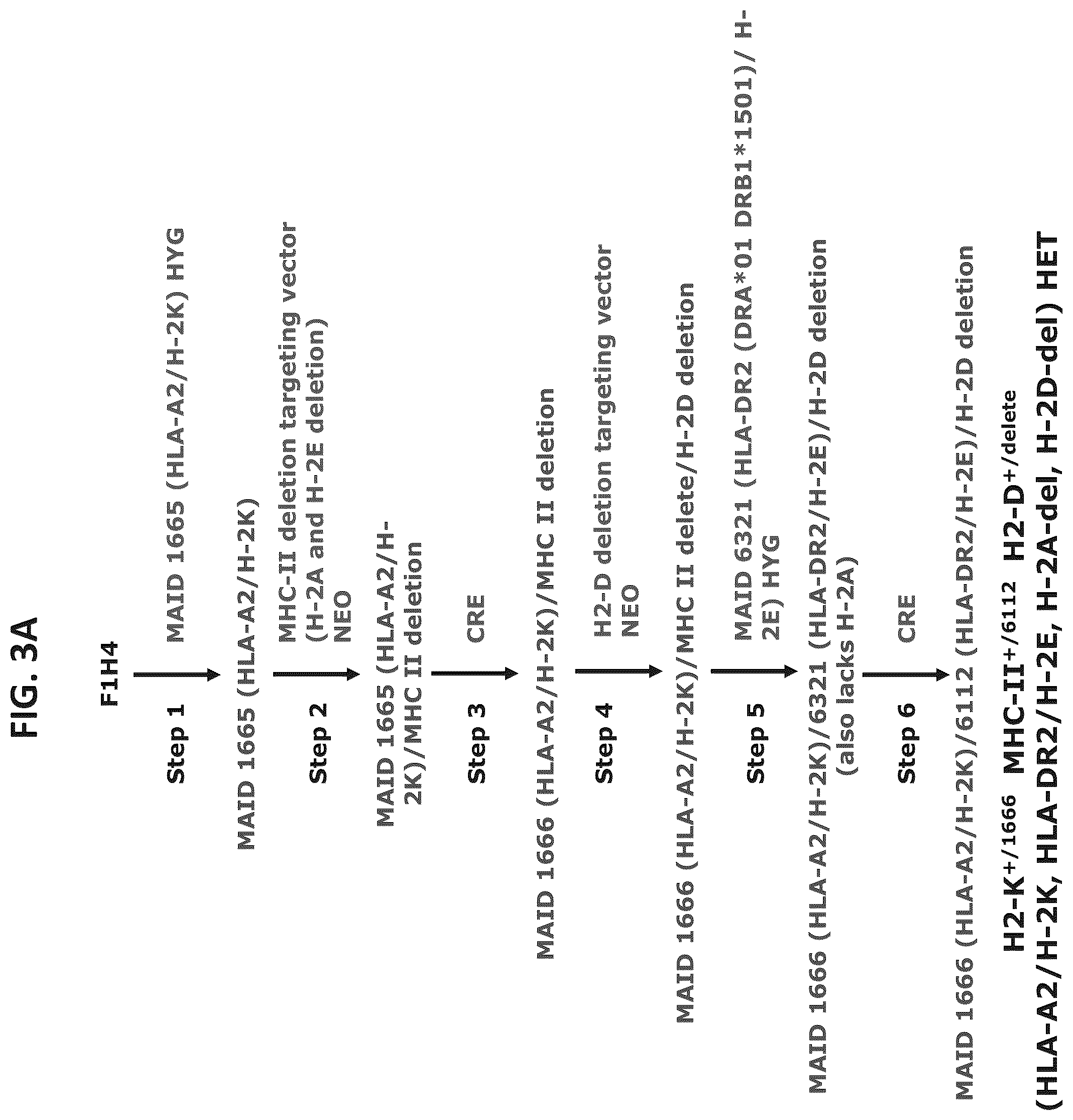 Patent US12376573 Figure 3 – Genetically modified mice comprising humanized cellular immune system components with improved diversity of TCRB repertoire