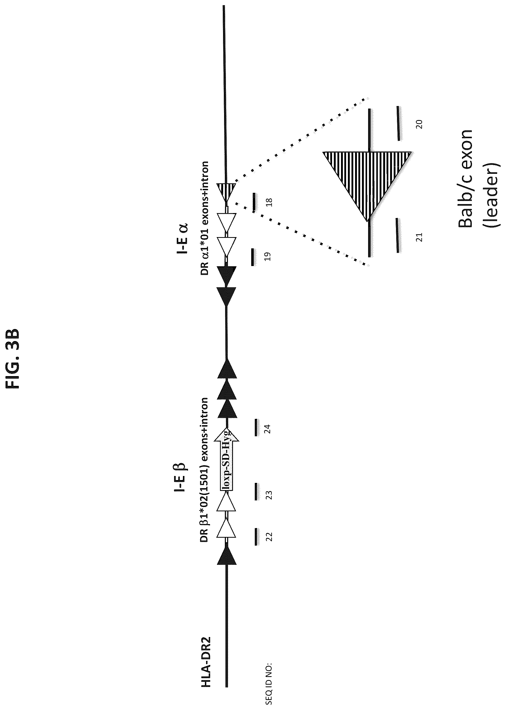 Patent US12376573 Figure 4 – Genetically modified mice comprising humanized cellular immune system components with improved diversity of TCRB repertoire