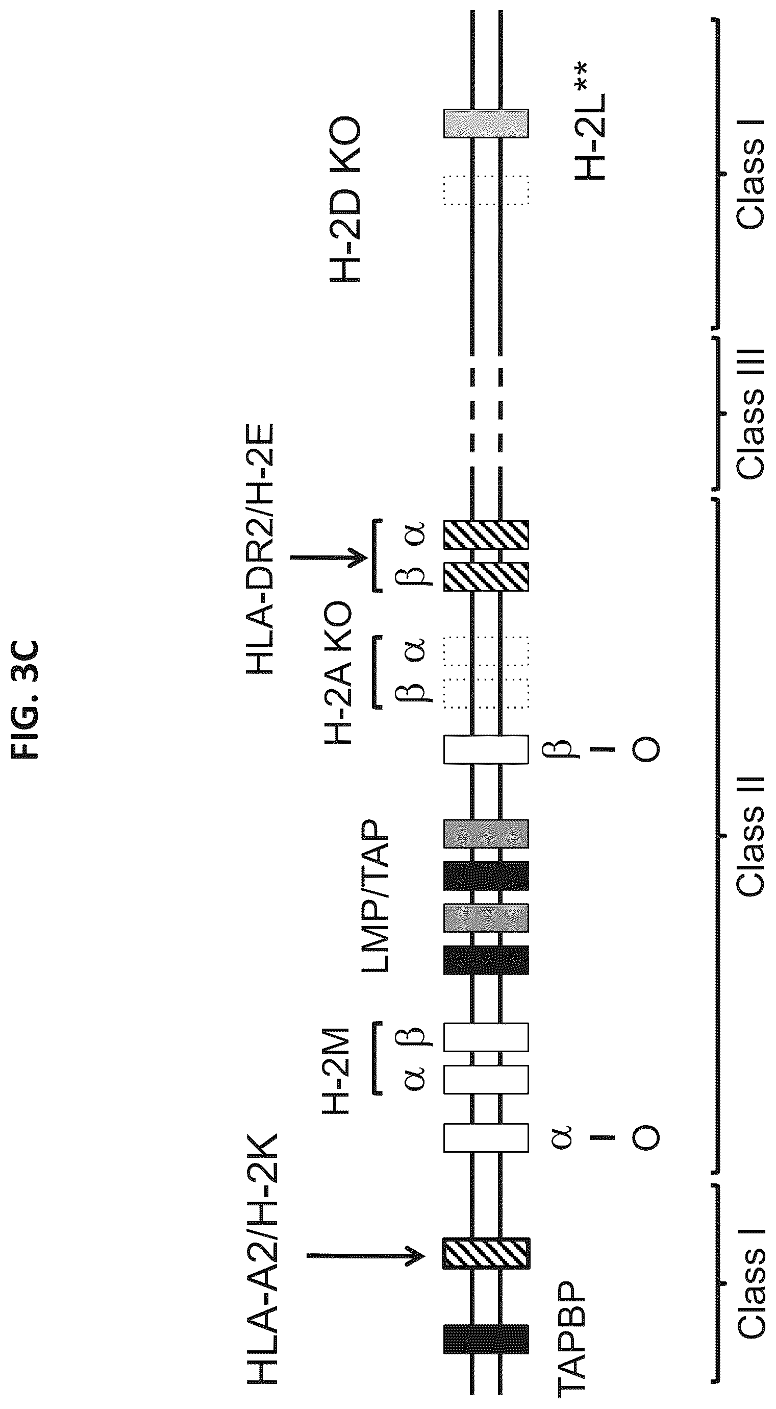 Patent US12376573 Figure 5 – Genetically modified mice comprising humanized cellular immune system components with improved diversity of TCRB repertoire
