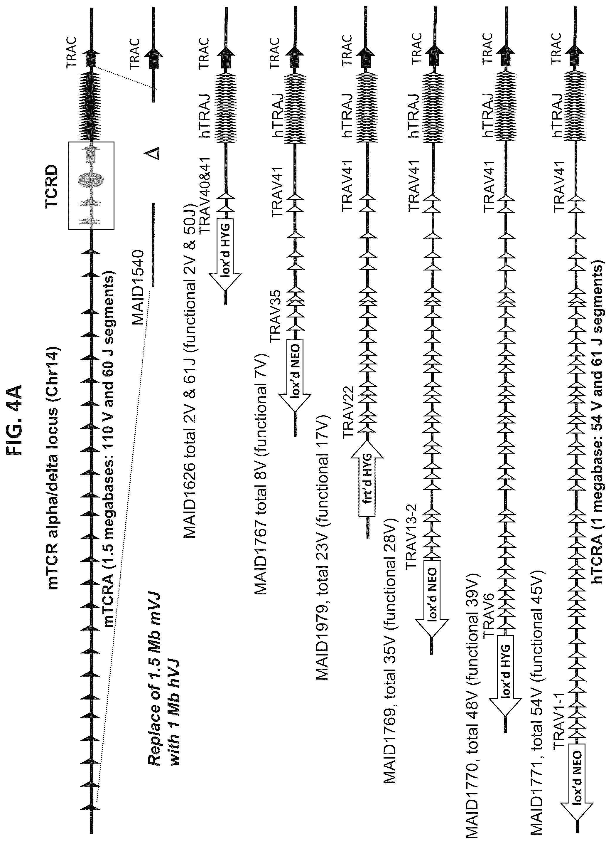 Patent US12376573 Figure 6 – Genetically modified mice comprising humanized cellular immune system components with improved diversity of TCRB repertoire