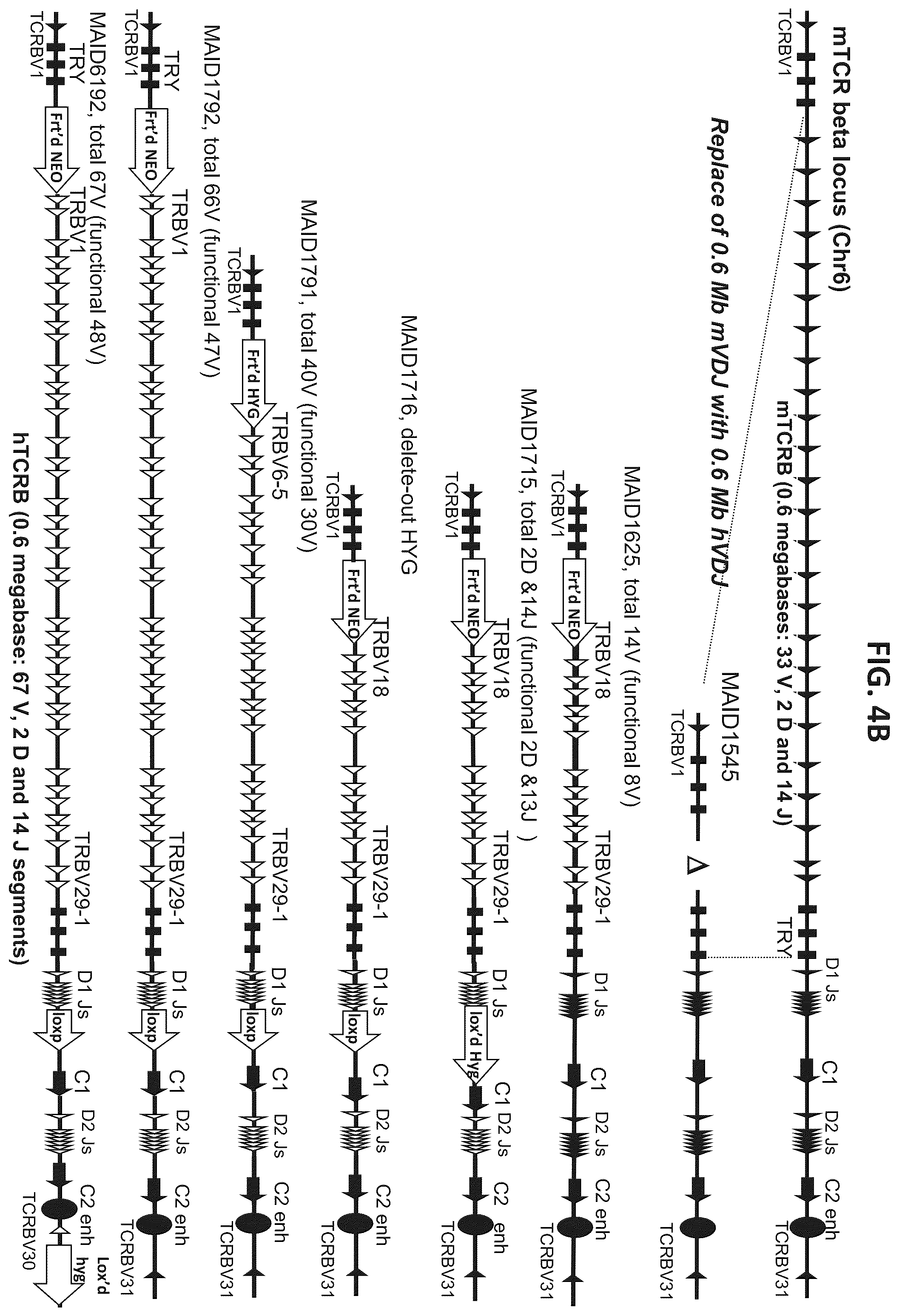 Patent US12376573 Figure 7 – Genetically modified mice comprising humanized cellular immune system components with improved diversity of TCRB repertoire