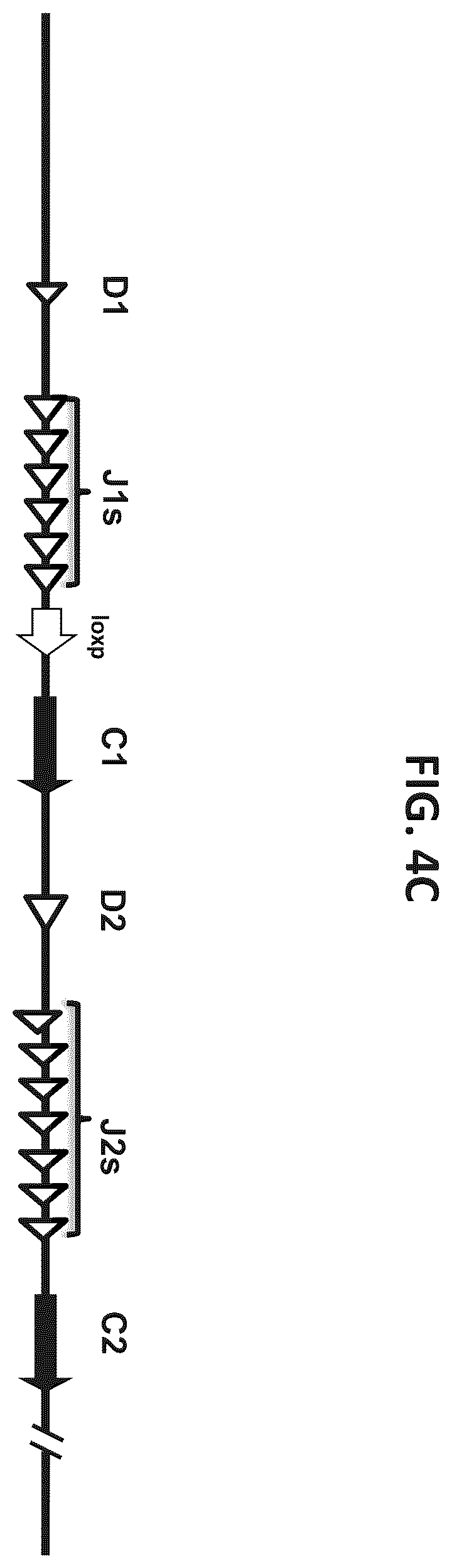 Patent US12376573 Figure 8 – Genetically modified mice comprising humanized cellular immune system components with improved diversity of TCRB repertoire