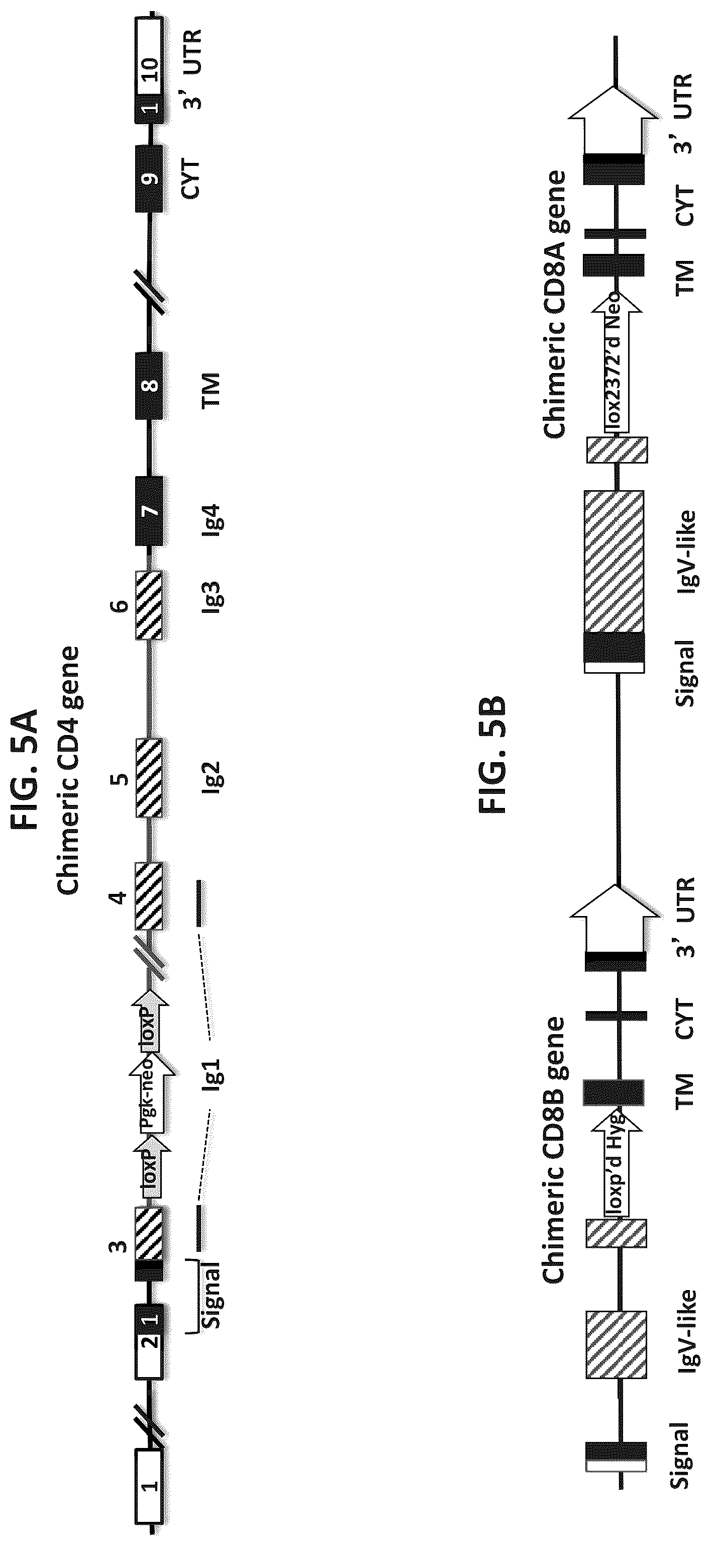 Patent US12376573 Figure 9 – Genetically modified mice comprising humanized cellular immune system components with improved diversity of TCRB repertoire