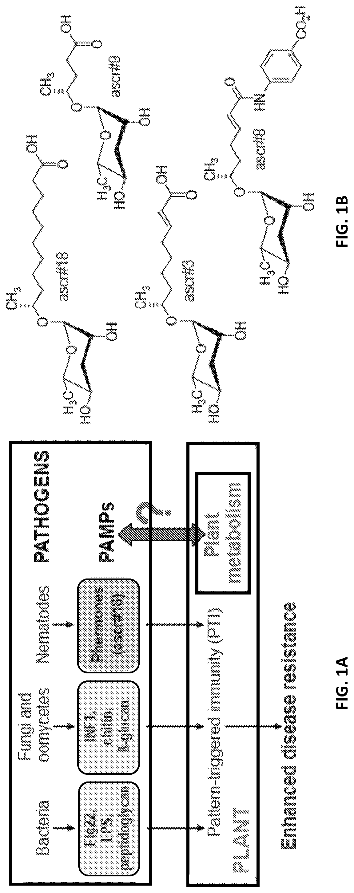 Patent US12376588 — Compositions and methods for modulating immunity in plants — Figure 1