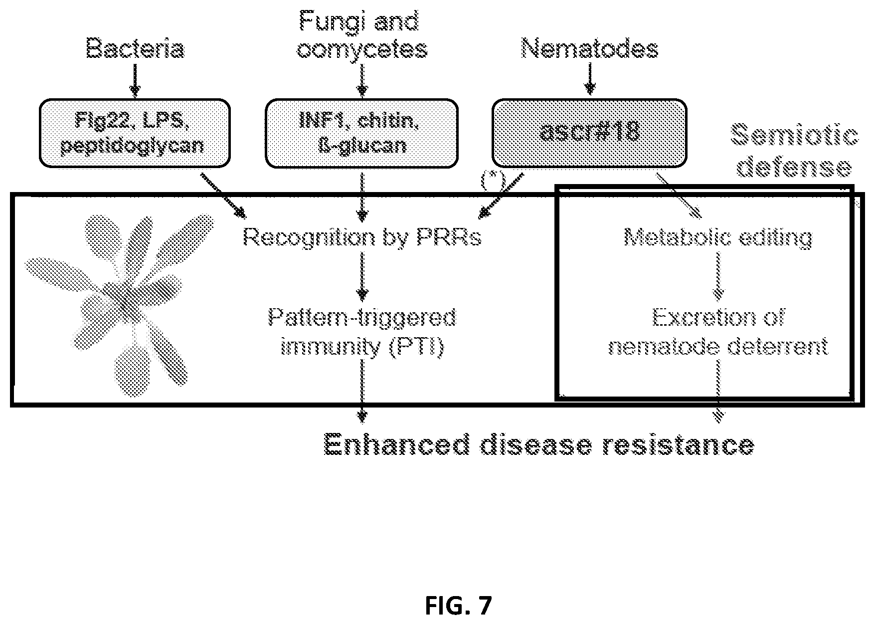 Patent US12376588 Figure 18 – Compositions and methods for modulating immunity in plants