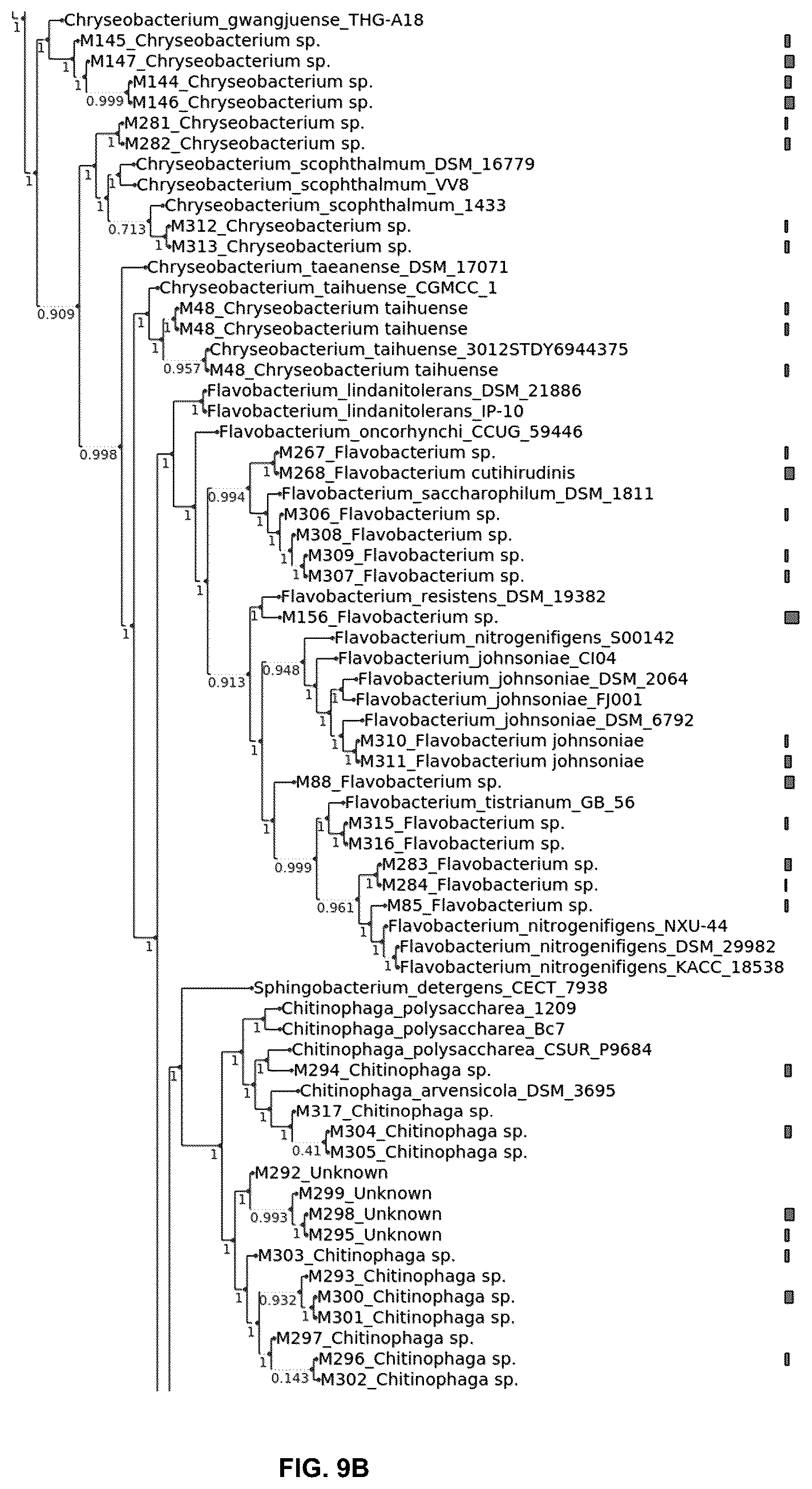 Patent US12376589 Figure 11 – Chryseobacterium insect inhibitory microbial compositions and methods of making and using