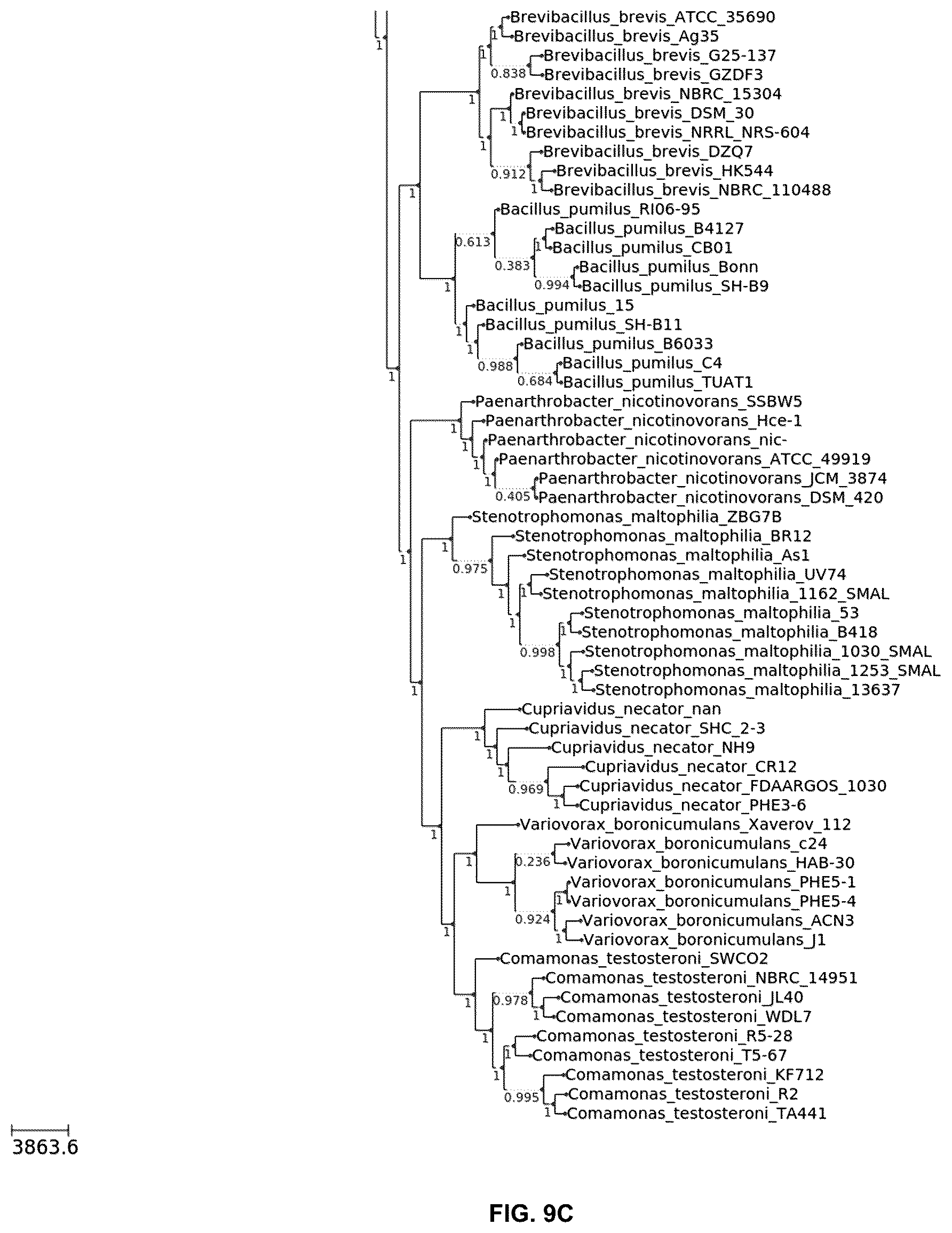 Patent US12376589 Figure 12 – Chryseobacterium insect inhibitory microbial compositions and methods of making and using