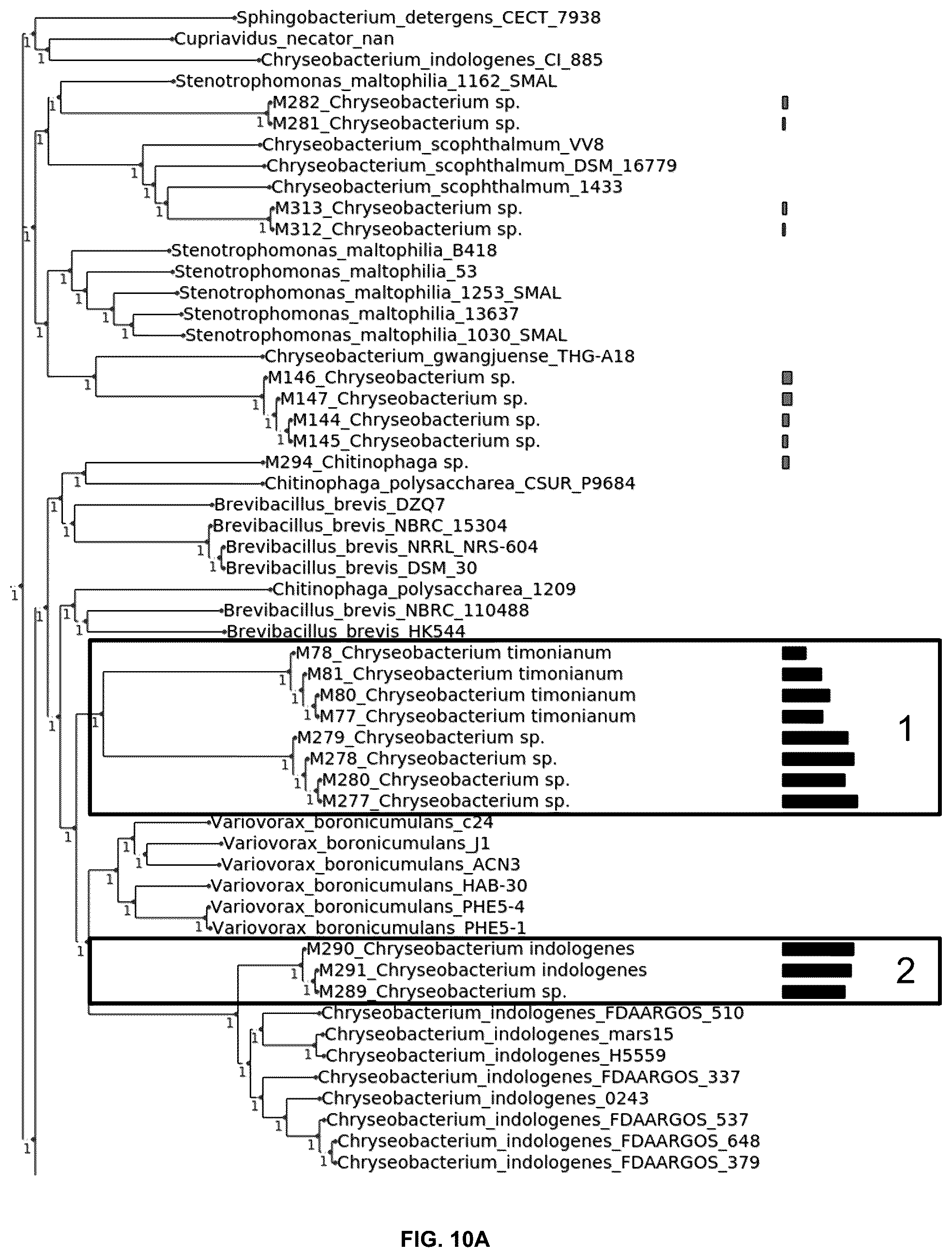 Patent US12376589 Figure 13 – Chryseobacterium insect inhibitory microbial compositions and methods of making and using
