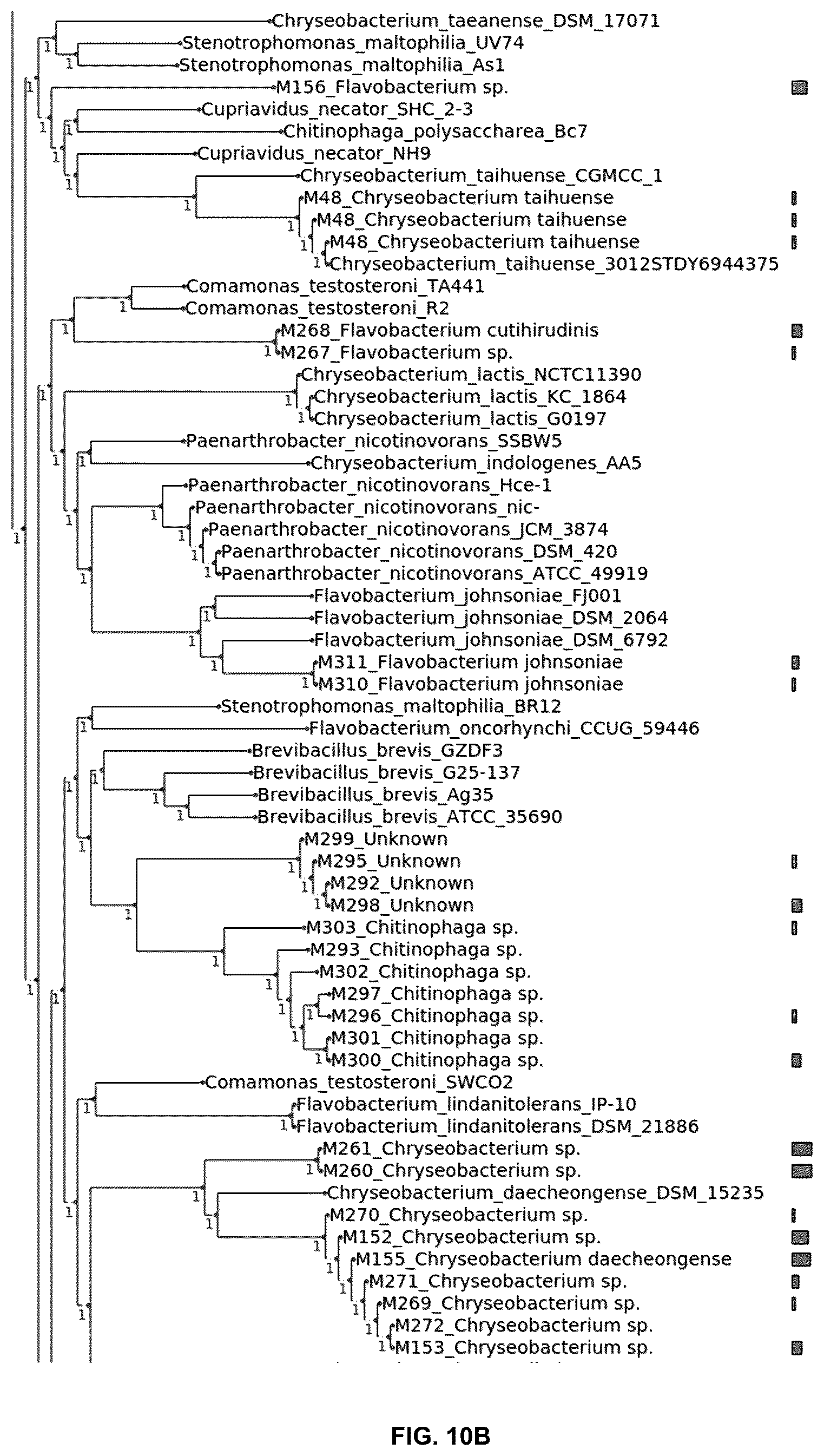 Patent US12376589 Figure 14 – Chryseobacterium insect inhibitory microbial compositions and methods of making and using