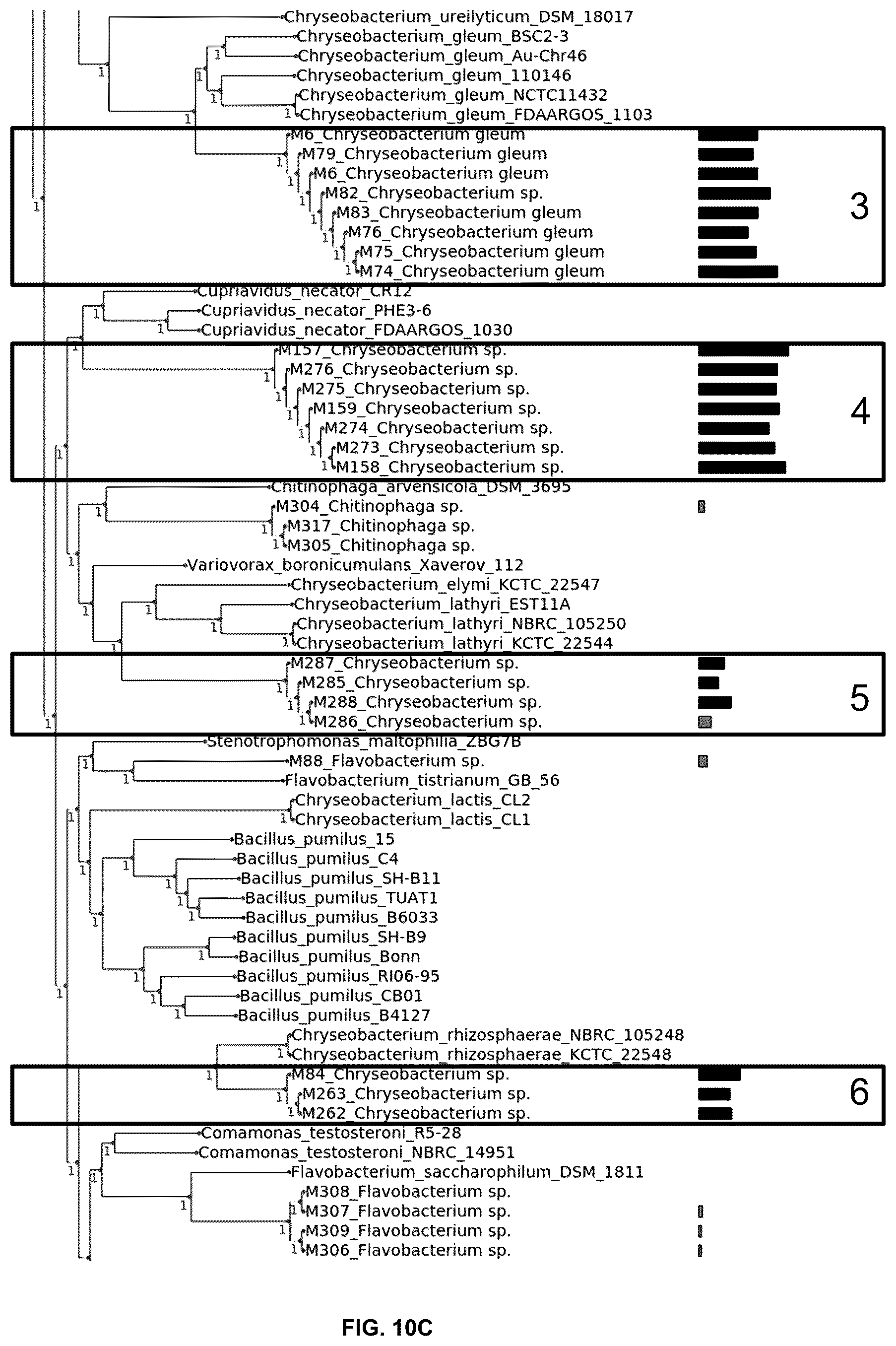 Patent US12376589 Figure 15 – Chryseobacterium insect inhibitory microbial compositions and methods of making and using