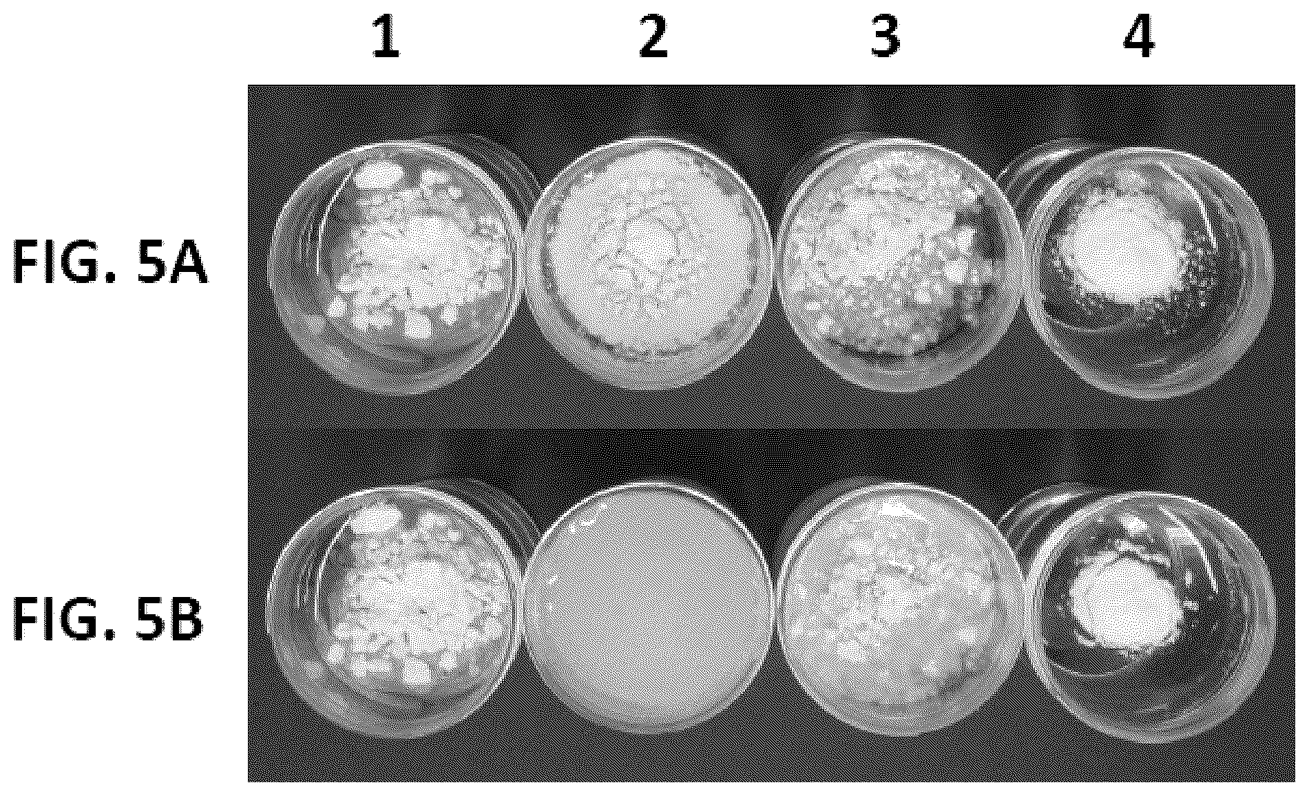 Patent US12376607 Figure 5 – Potato protein powders