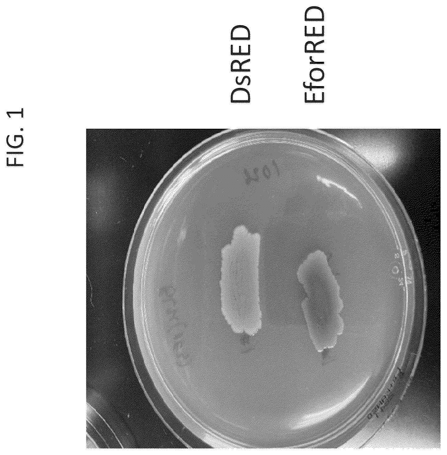 Patent US12376609 Figure 1 – Thermolabile pigments for meat substitutes derived by mutation of the pigment of coral Echinopora forskaliana