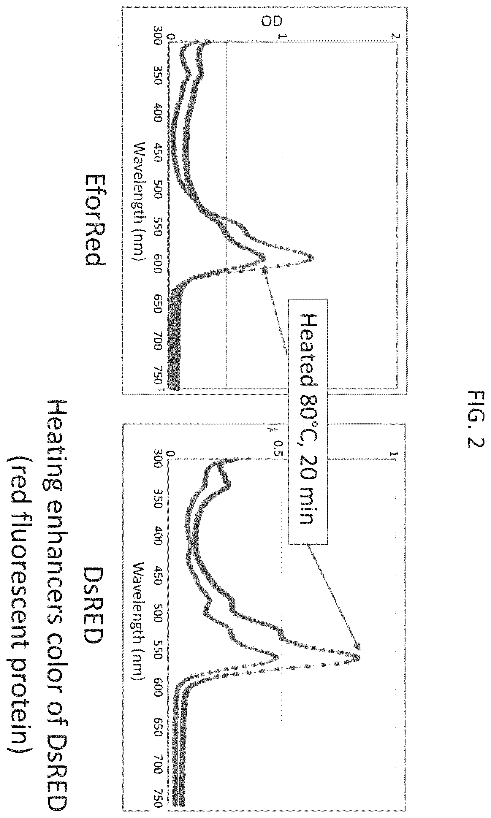 Patent US12376609 Figure 2 – Thermolabile pigments for meat substitutes derived by mutation of the pigment of coral Echinopora forskaliana