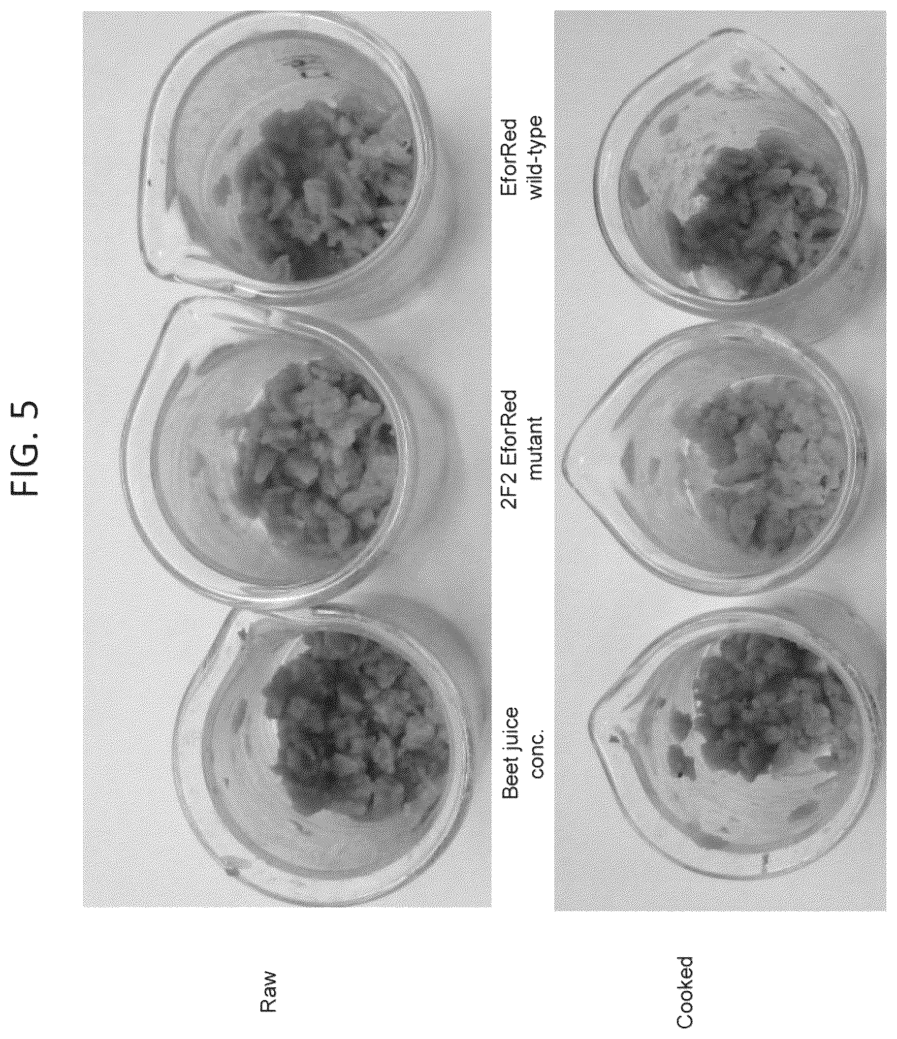 Patent US12376609 Figure 5 – Thermolabile pigments for meat substitutes derived by mutation of the pigment of coral Echinopora forskaliana