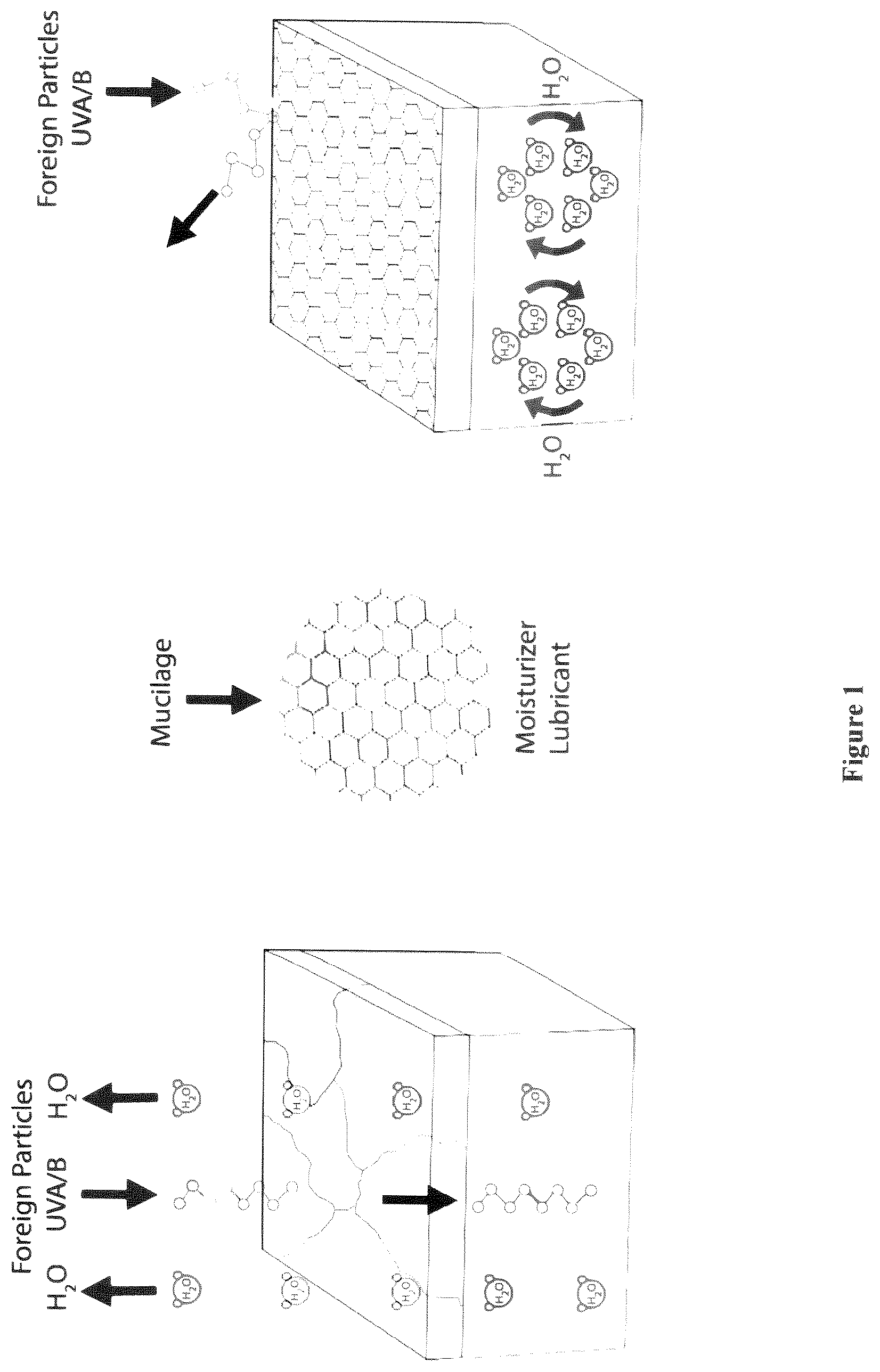 Patent US12377041 Figure 1 – Compositions containing plant mucilage
