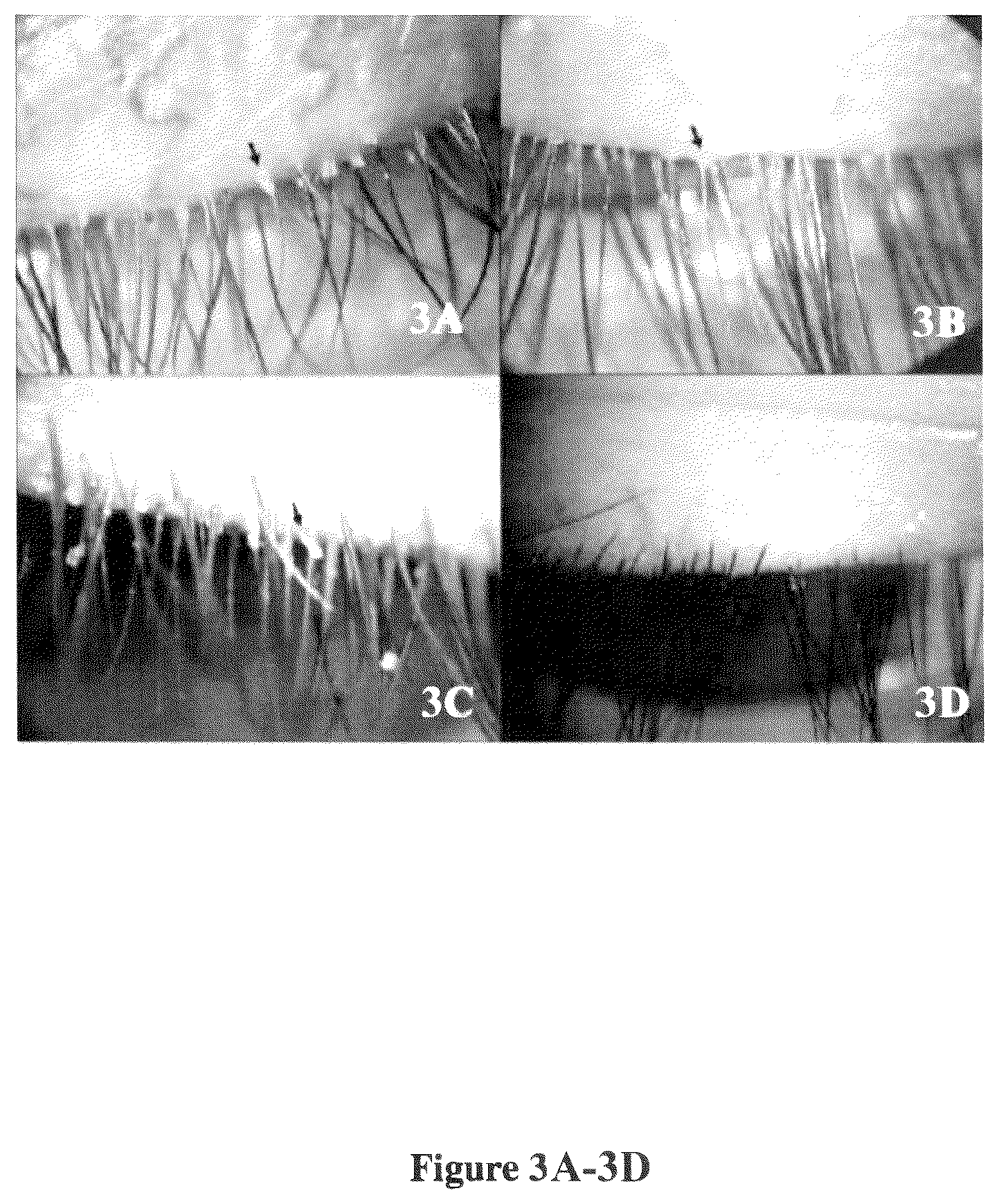 Patent US12377041 Figure 3 – Compositions containing plant mucilage