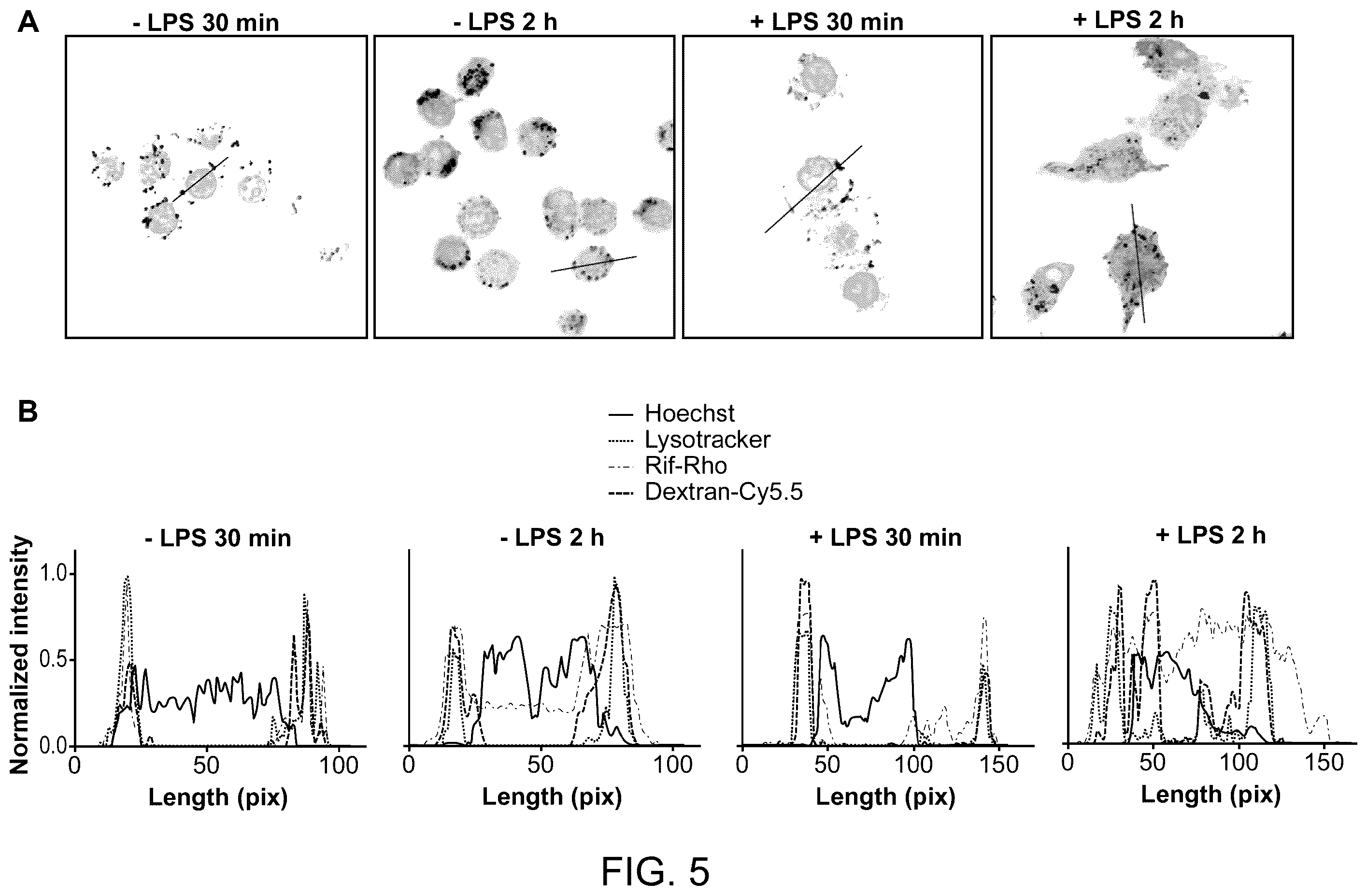 Patent US12377052 Figure 11 – Dual-responsive nanoparticles for enhanced antibacterial efficacy
