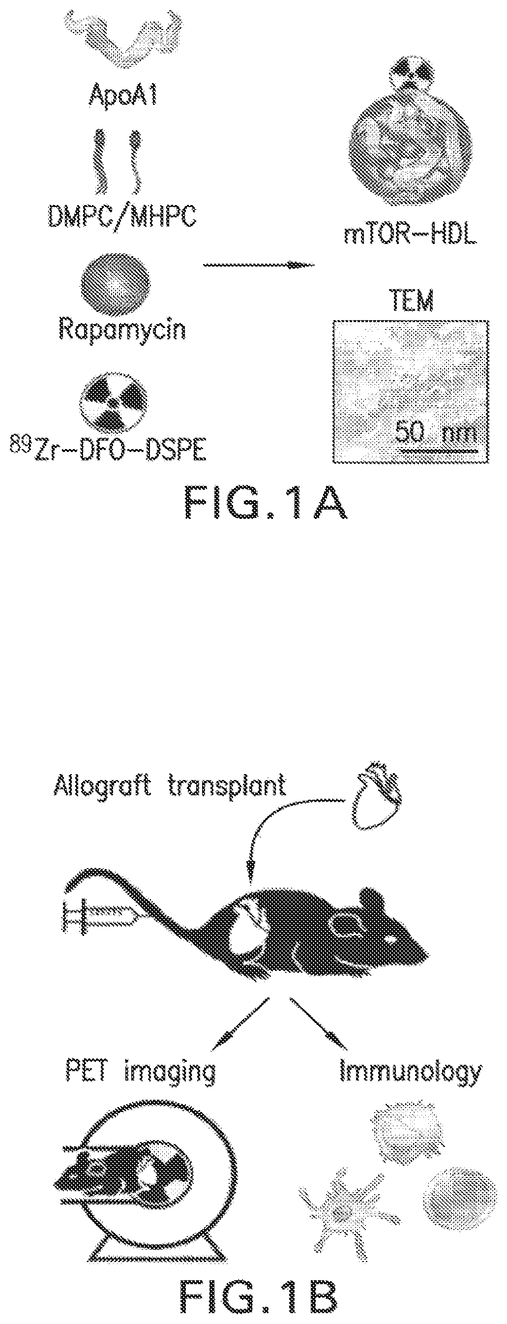 Patent US12377054 Figure 1 – Targeting the innate immune system to induce long-term tolerance and to resolve macrophage accumulation in atherosclerosis