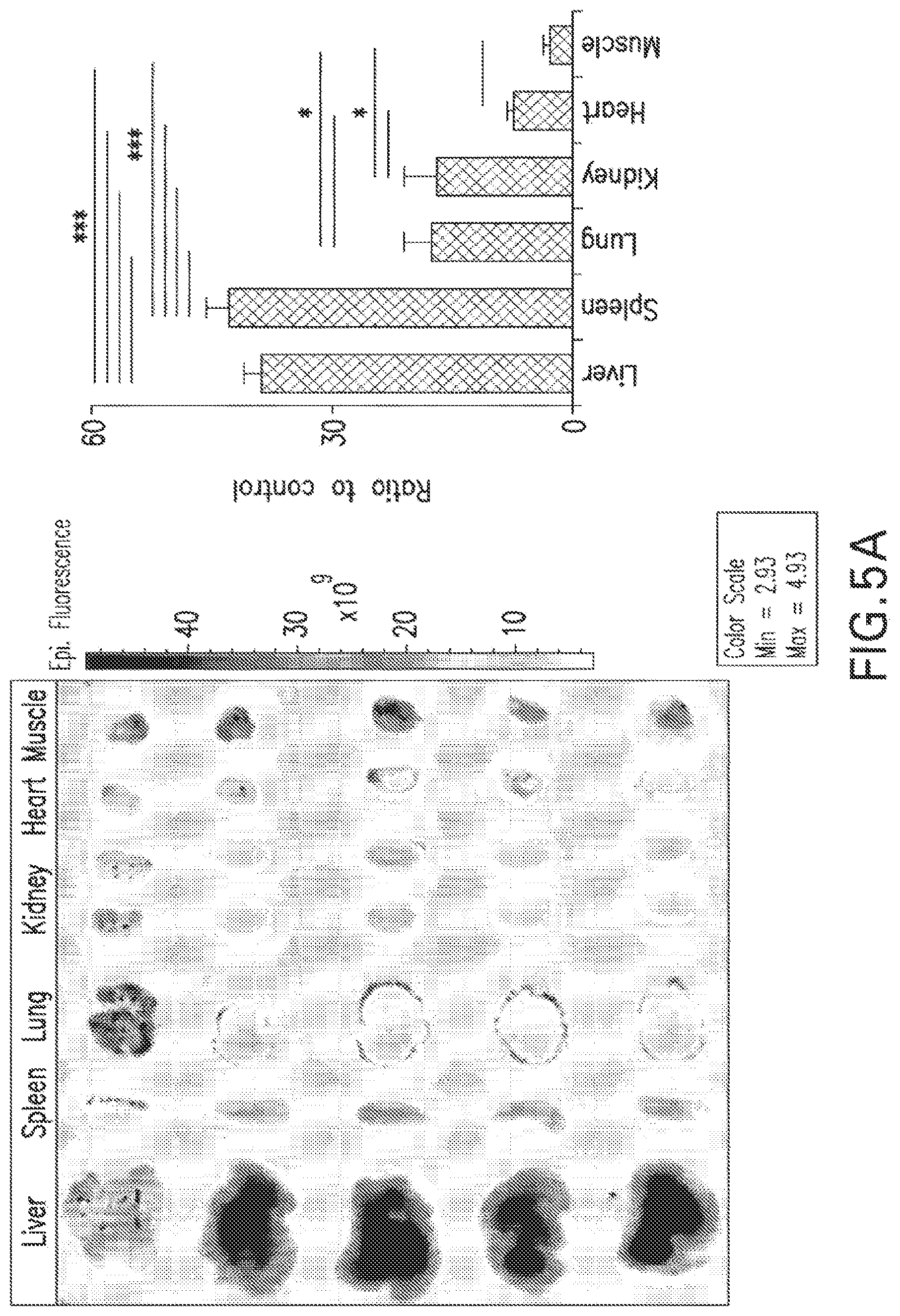 Patent US12377054 Figure 12 – Targeting the innate immune system to induce long-term tolerance and to resolve macrophage accumulation in atherosclerosis