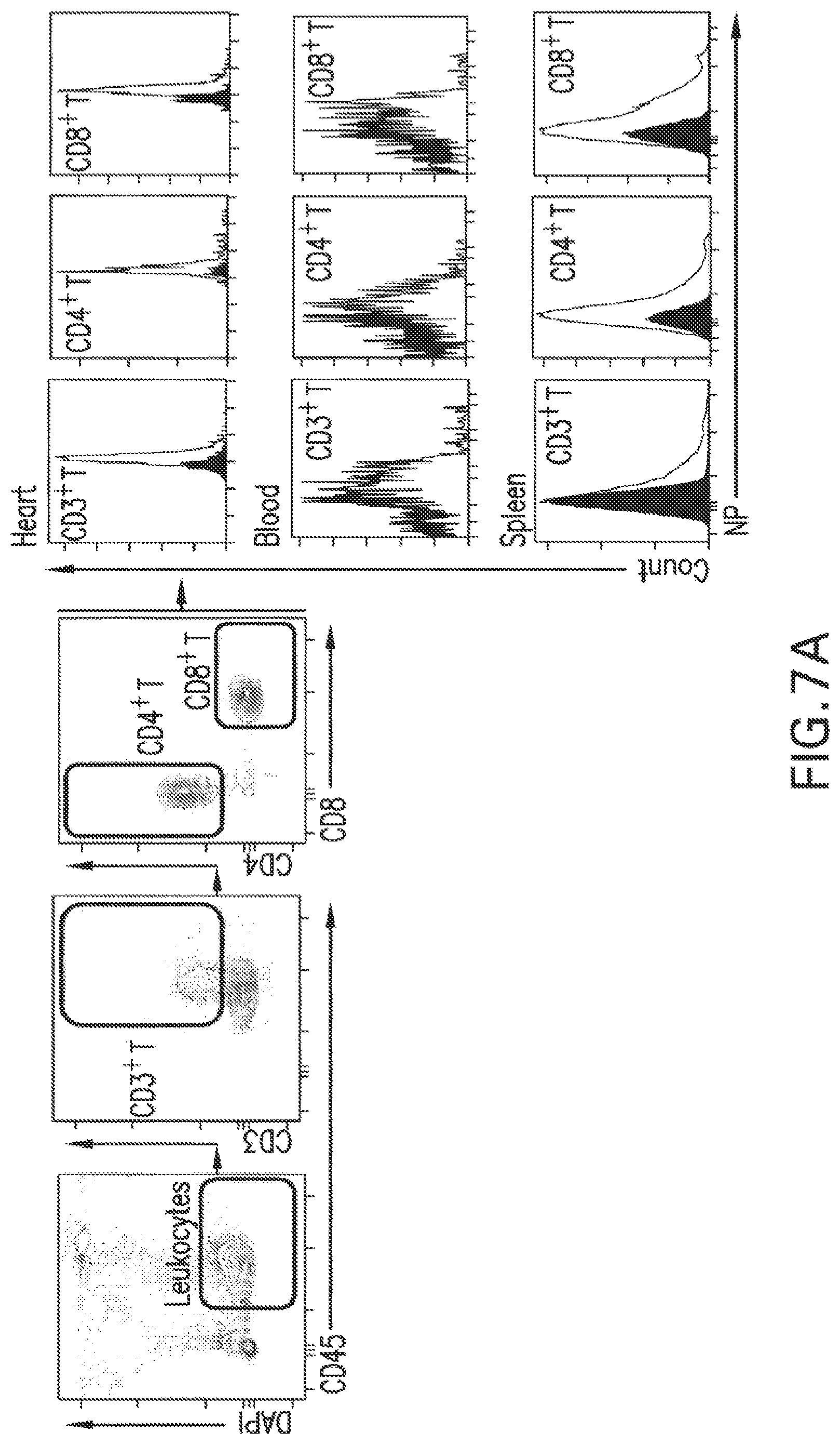 Patent US12377054 Figure 16 – Targeting the innate immune system to induce long-term tolerance and to resolve macrophage accumulation in atherosclerosis