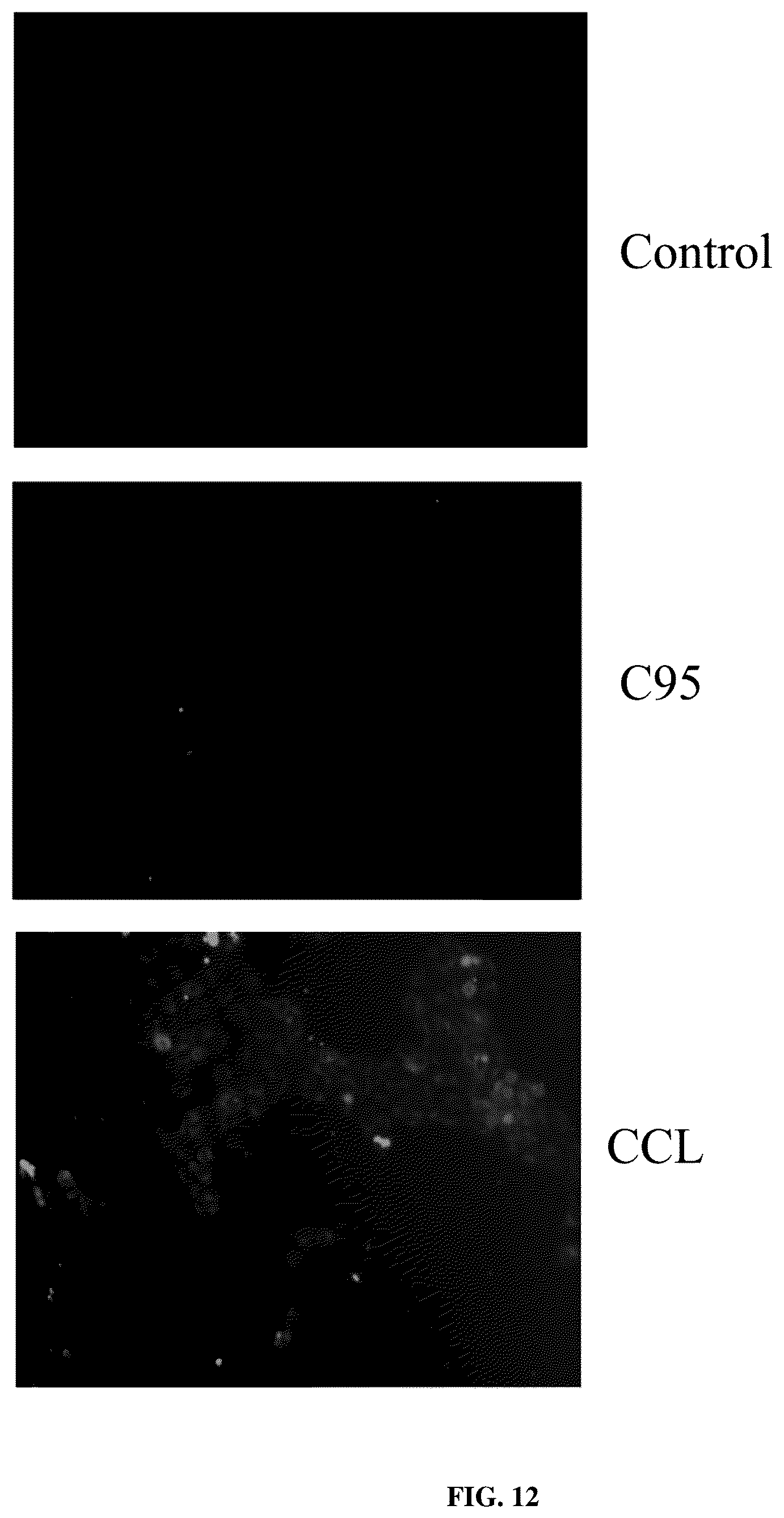 Patent US12377059 Figure 14 – Complexes comprising collagen peptides and curcuminoids and compositions thereof
