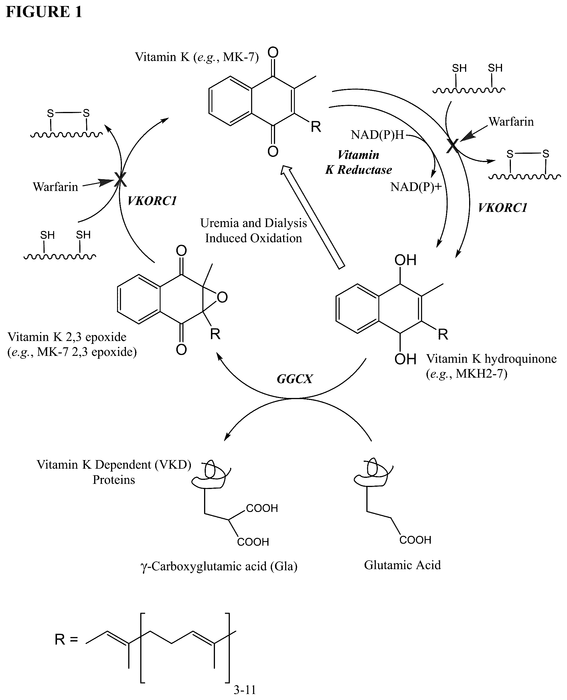 Patent US12377060 Figure 1 – Methods and compositions for preventing or treating tissue calcification