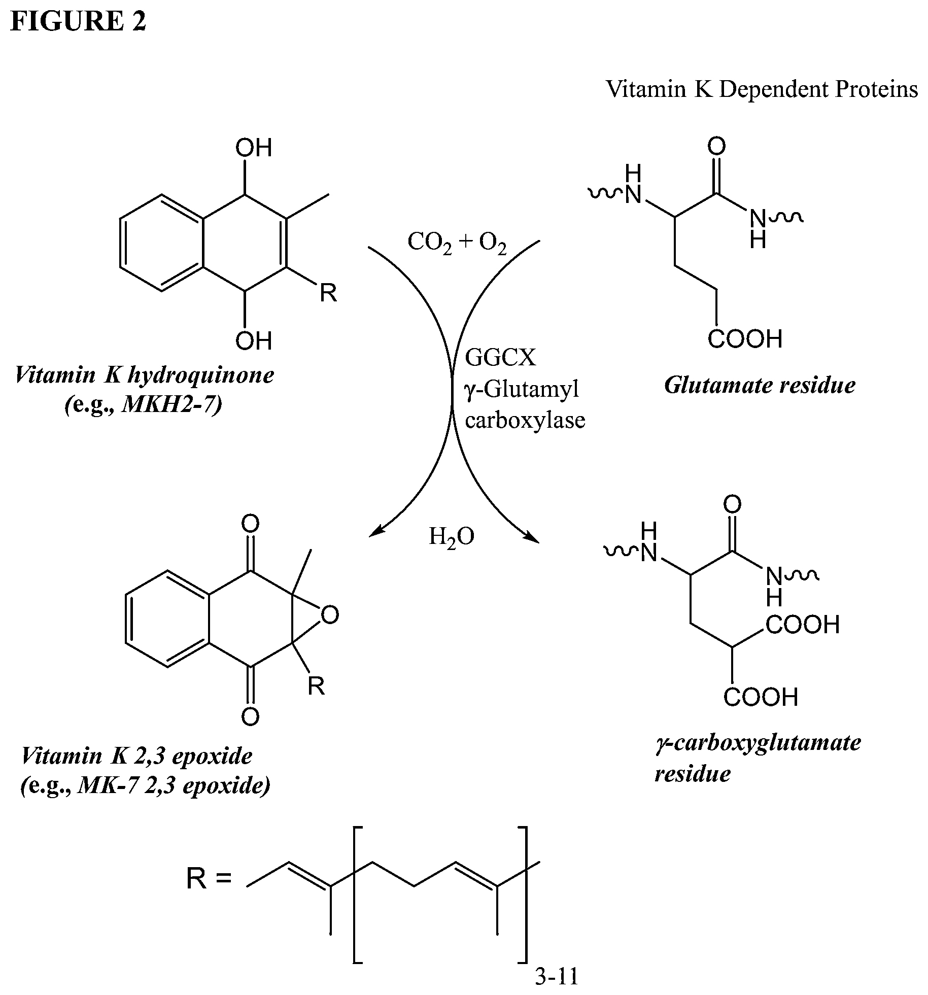 Patent US12377060 Figure 2 – Methods and compositions for preventing or treating tissue calcification